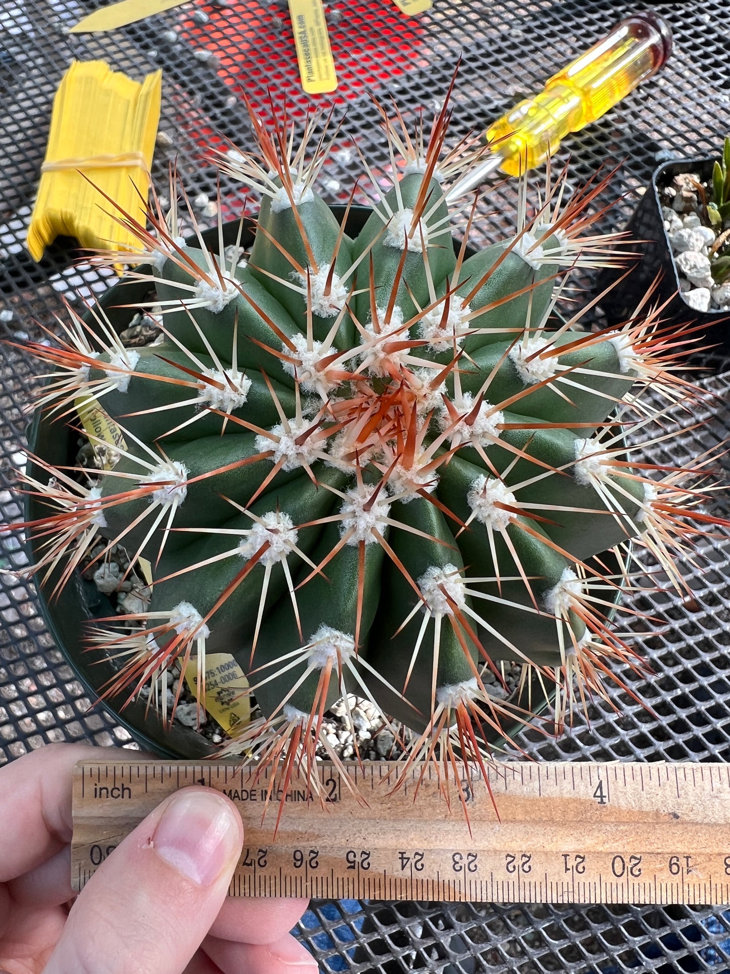 Melocactus species in 6 inch pot nice plant