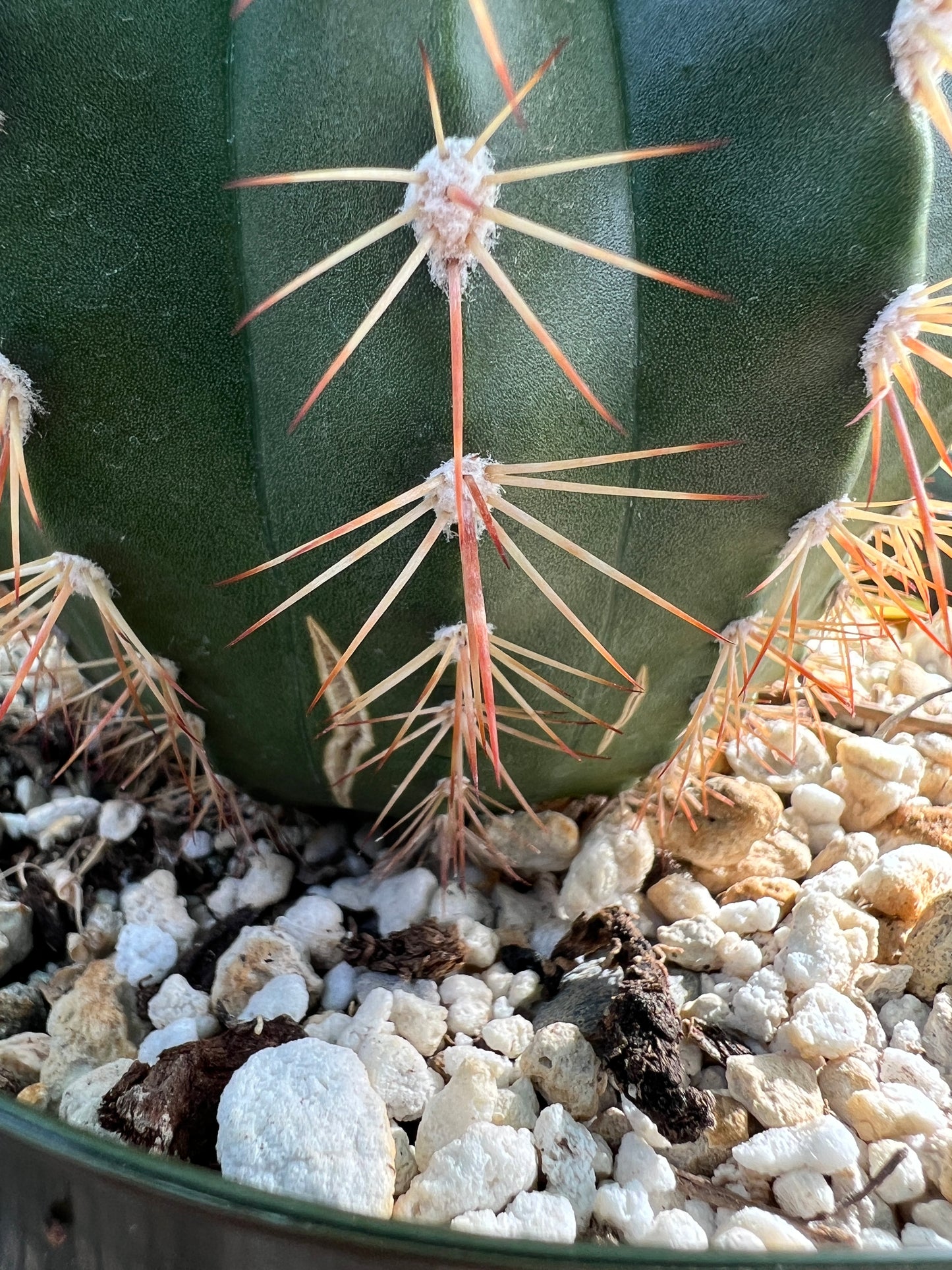 Melocactus species in 6 inch pot nice plant