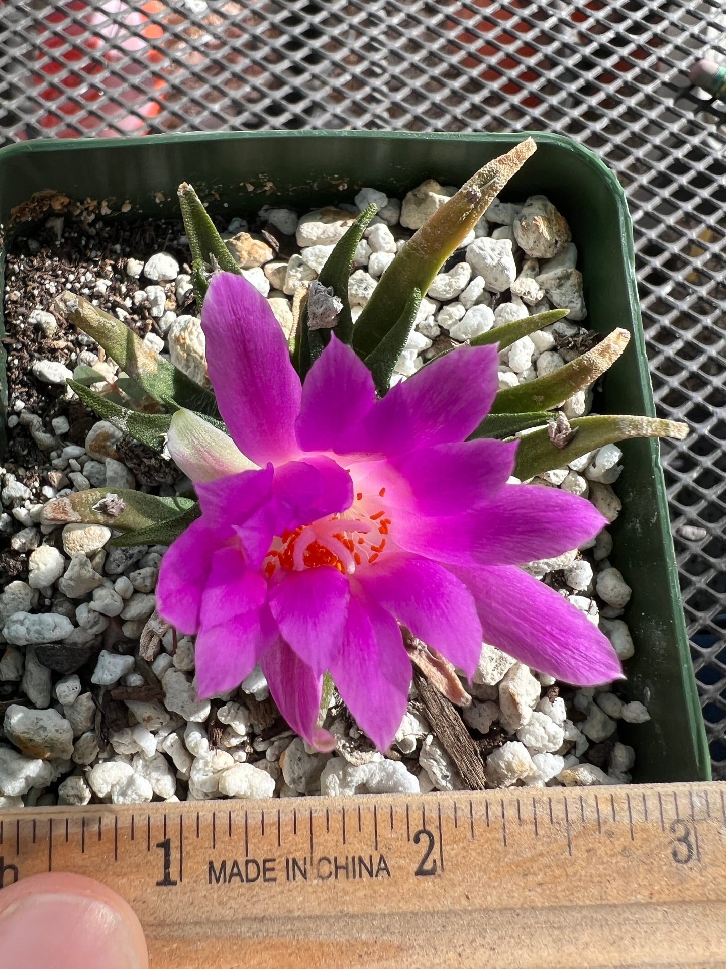 Ariocarpus agavoides rare cactus in 3.25 inch pot