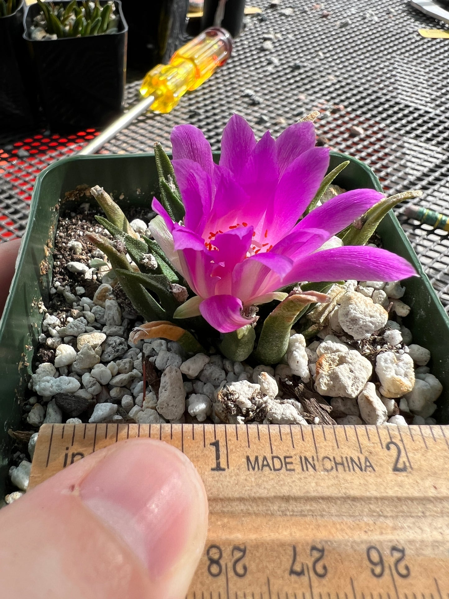 Ariocarpus agavoides rare cactus in 3.25 inch pot