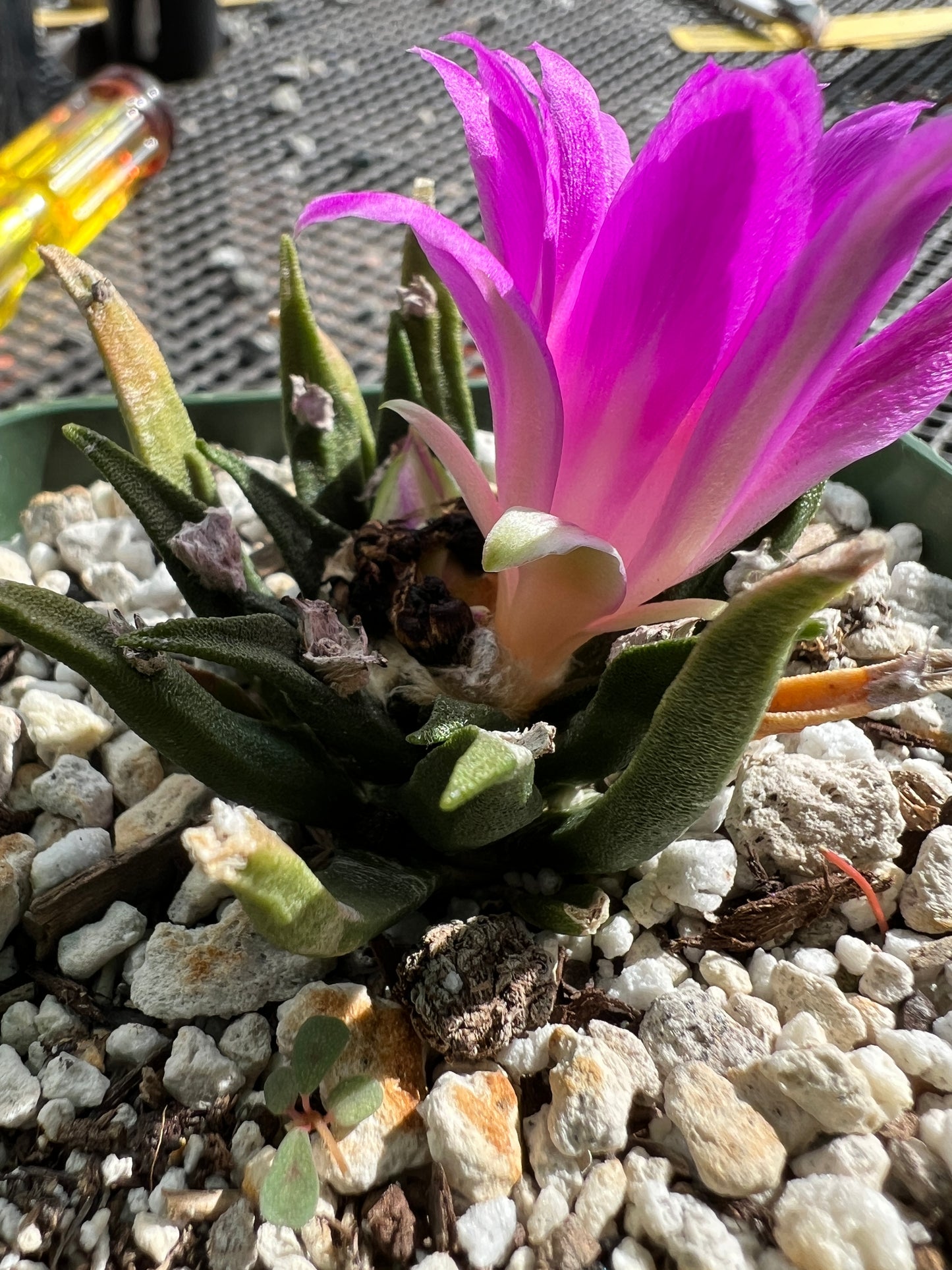 Ariocarpus agavoides rare cactus in 3.25 inch pot