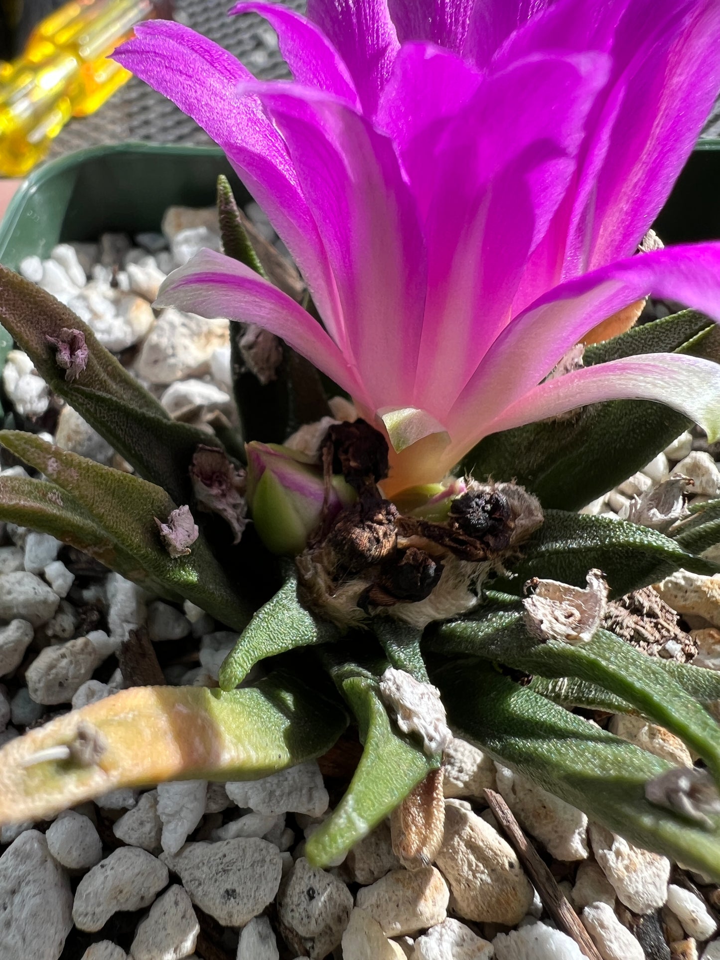 Ariocarpus agavoides rare cactus in 3.25 inch pot