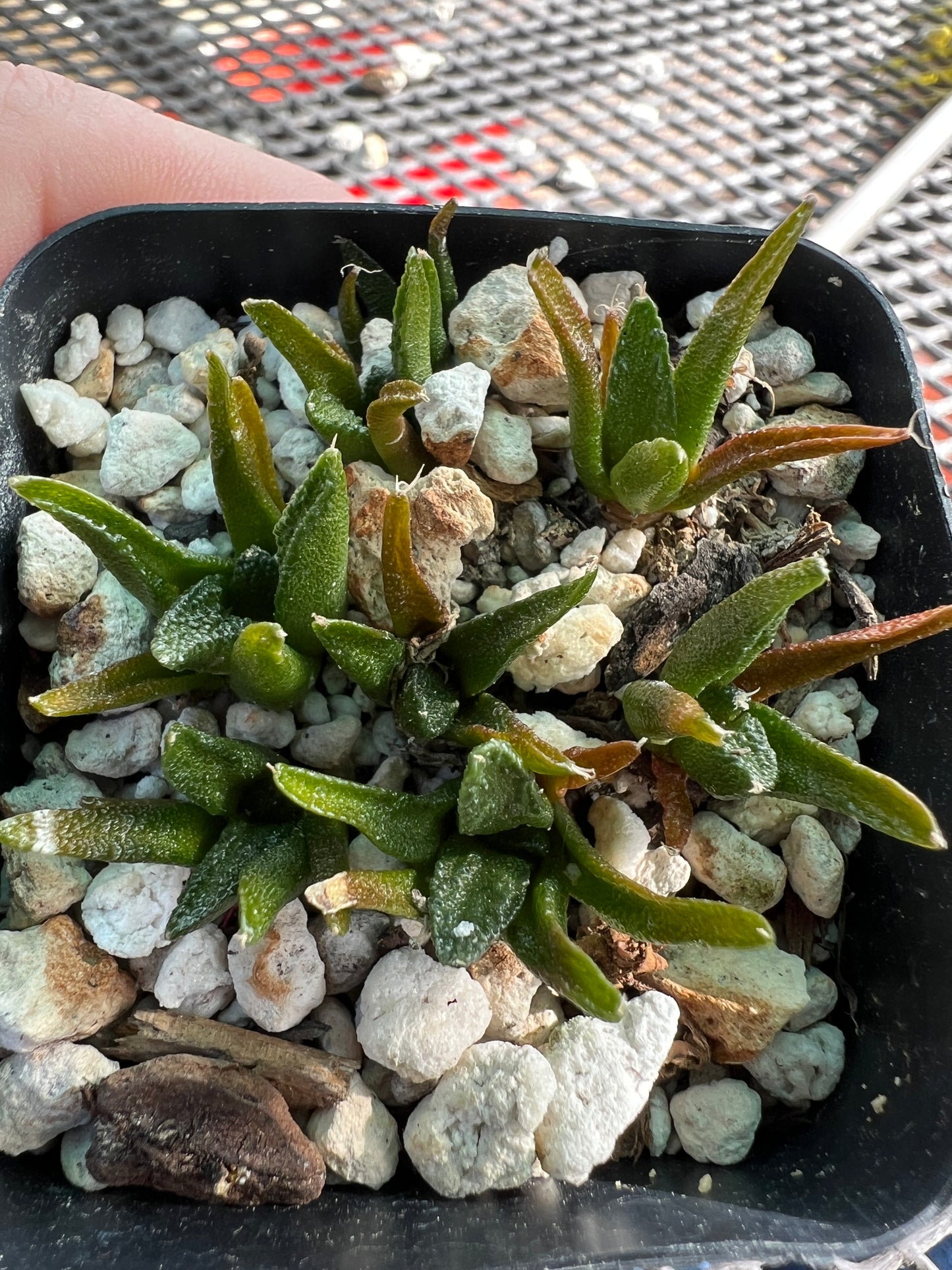 Ariocarpus Hintonii seedlings, 8 plants shipped in pot #1