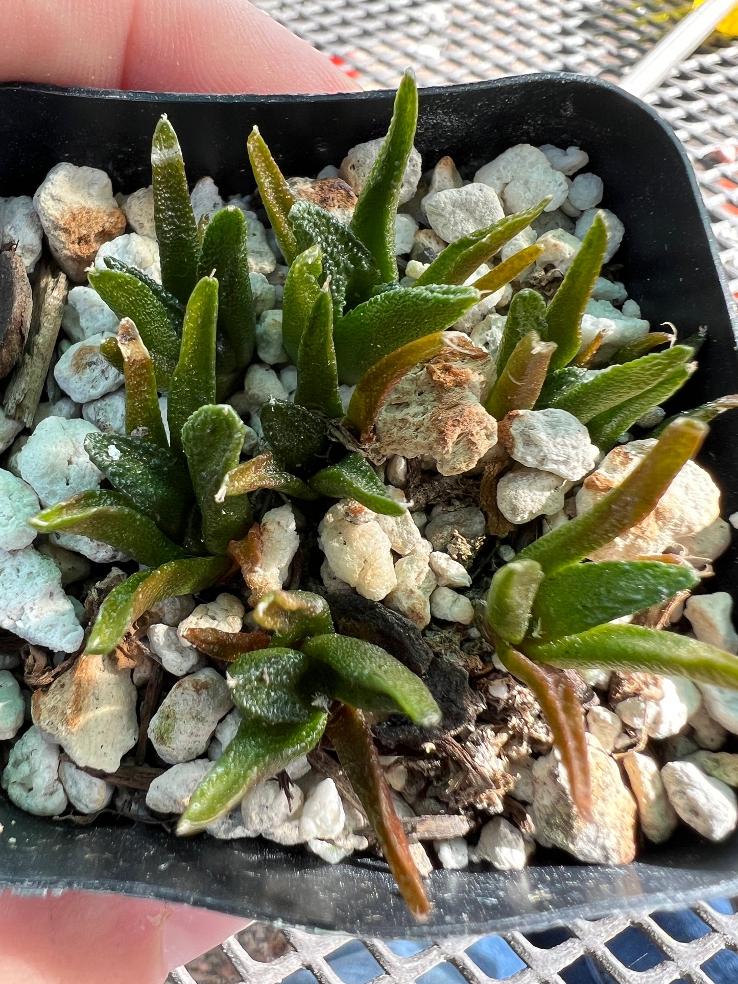 Ariocarpus Hintonii seedlings, 8 plants shipped in pot #1