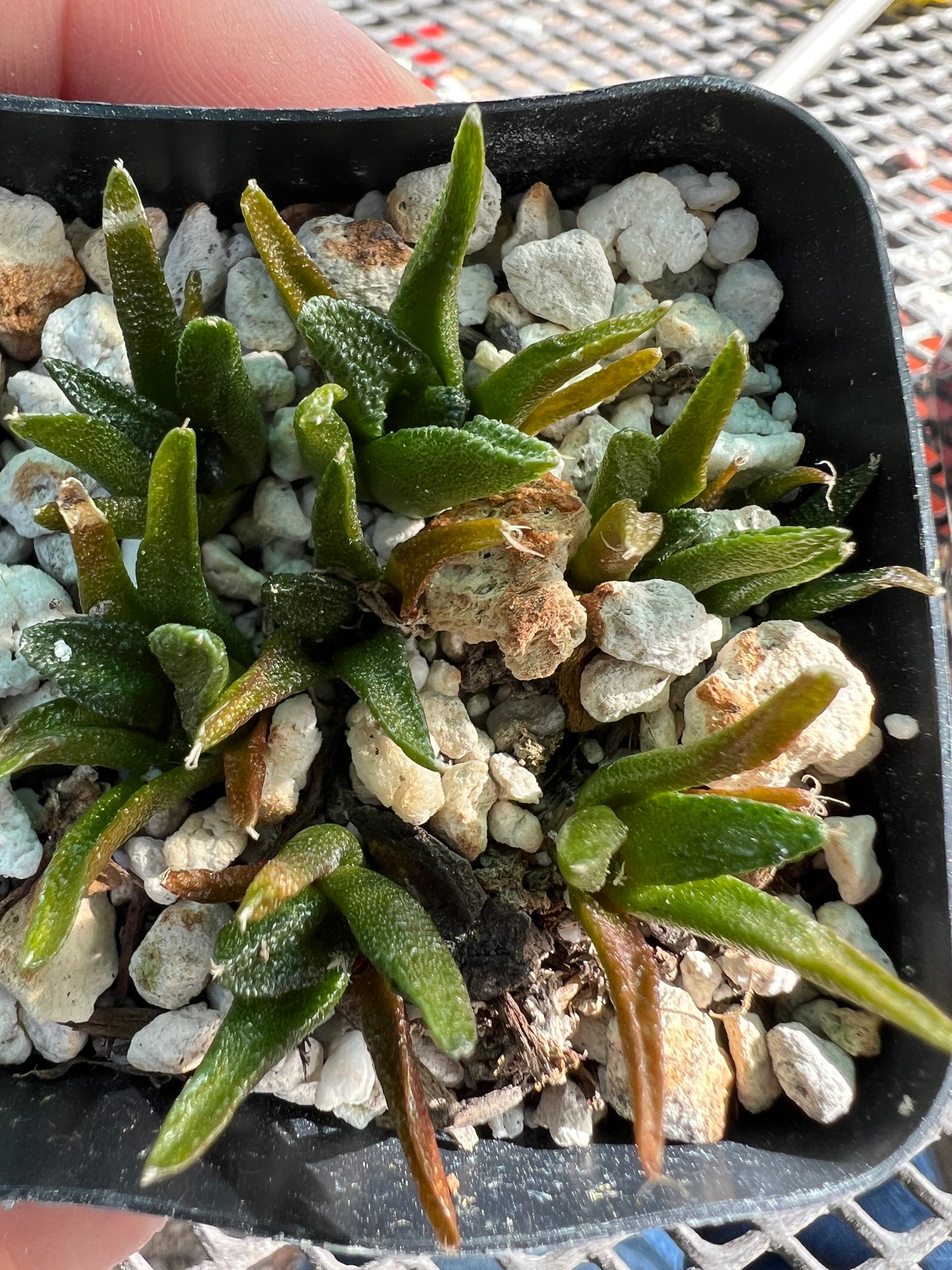 Ariocarpus Hintonii seedlings, 8 plants shipped in pot #1