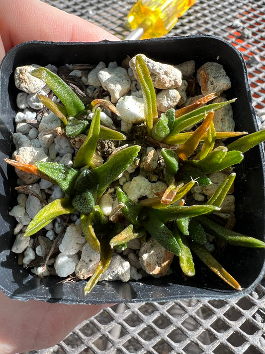 Ariocarpus Hintonii seedlings 8 plants shipped in pot