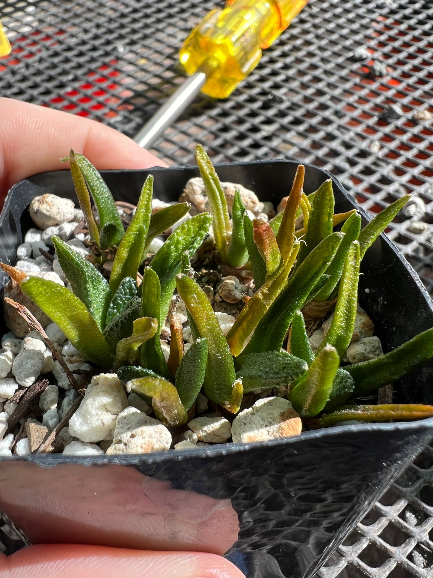 Ariocarpus Hintonii seedlings 8 plants shipped in pot