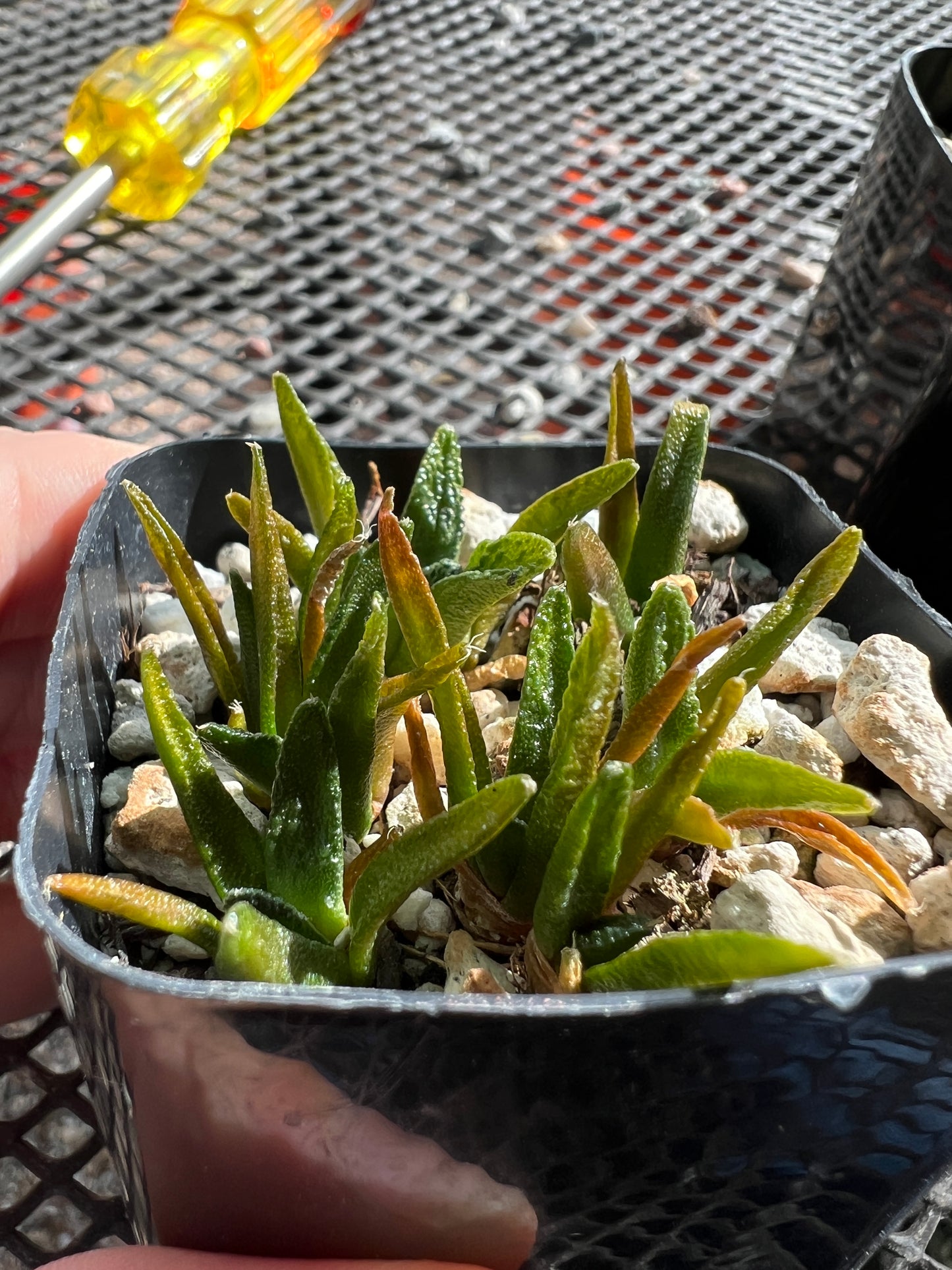 Ariocarpus Hintonii seedlings 8 plants shipped in pot