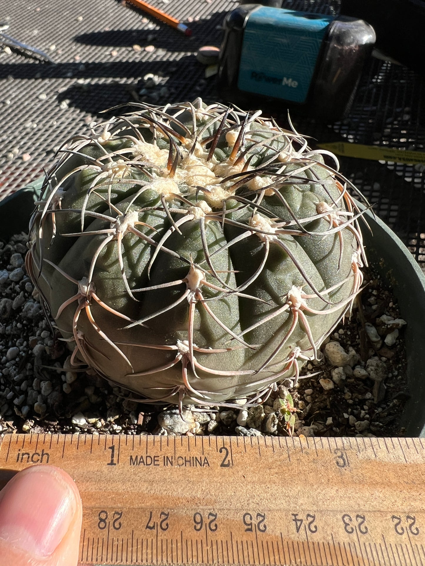 Gymnocalycium Speggazini in 6 inch pot very nice