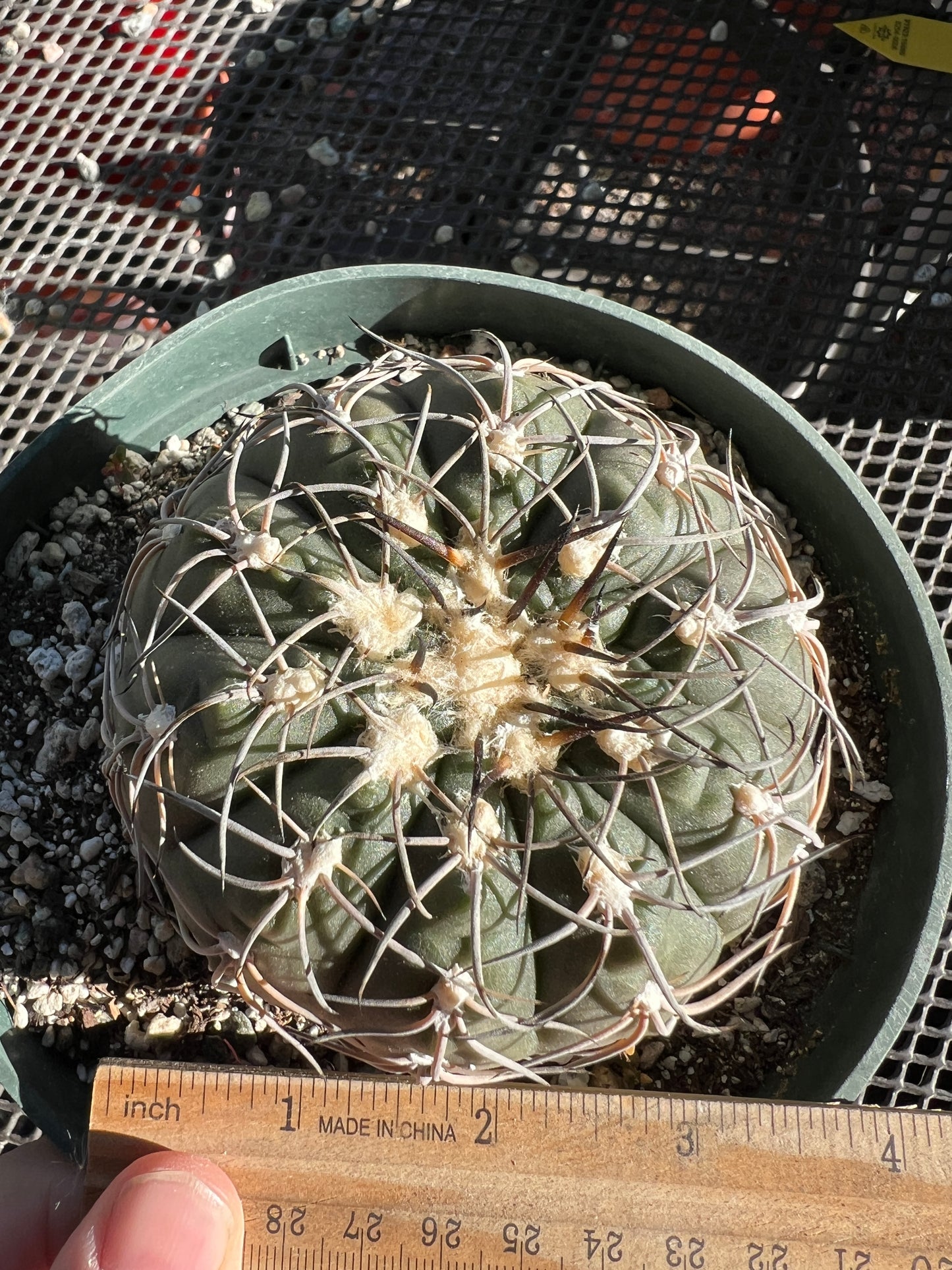 Gymnocalycium Speggazini in 6 inch pot very nice