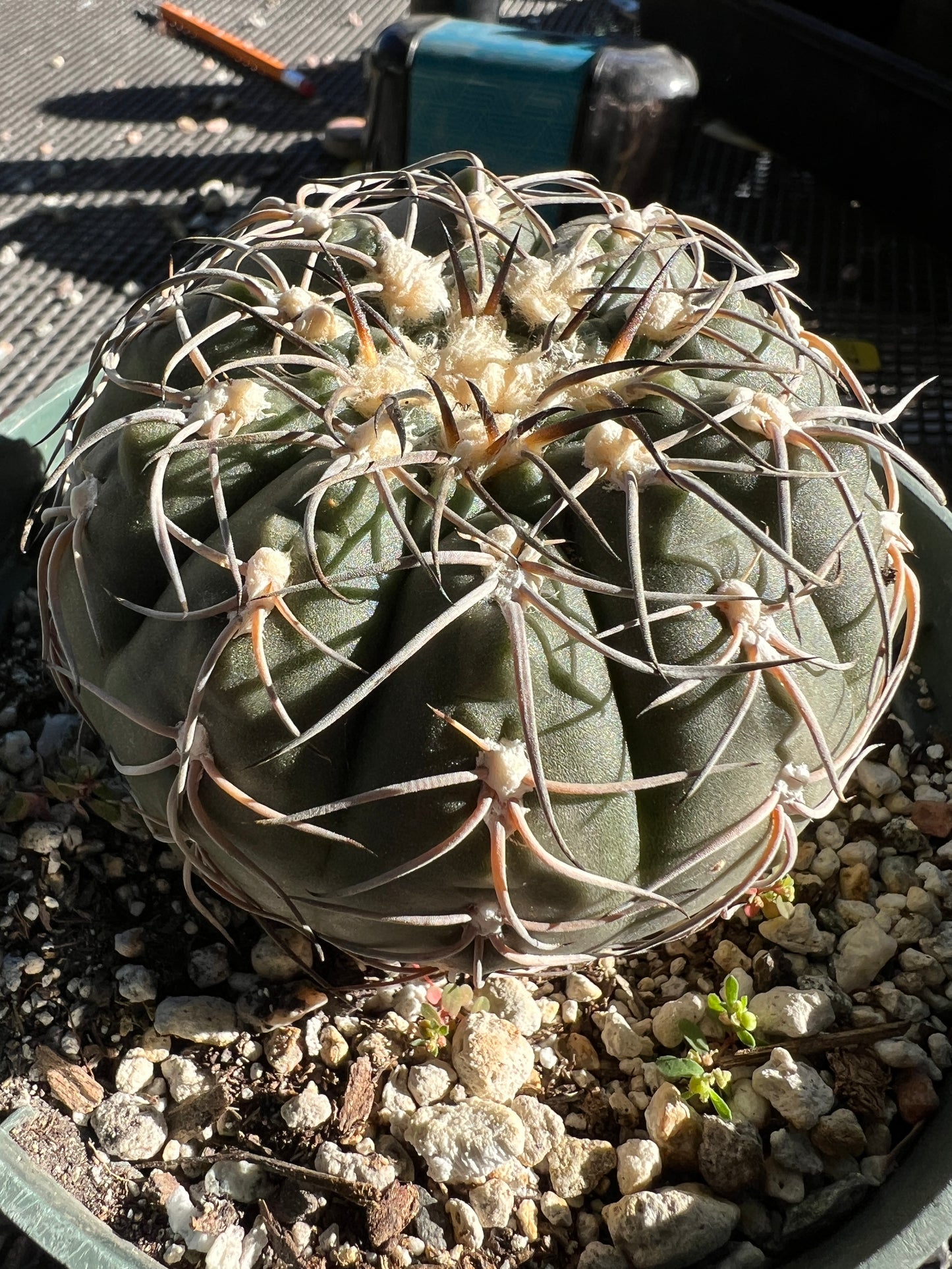 Gymnocalycium Speggazini in 6 inch pot very nice