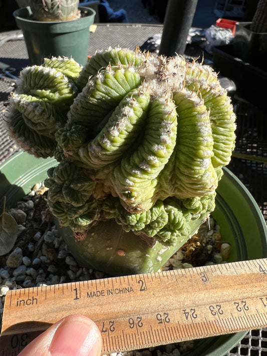 Aztekium ritteri on a ferocactus stock in a 6 inch pot