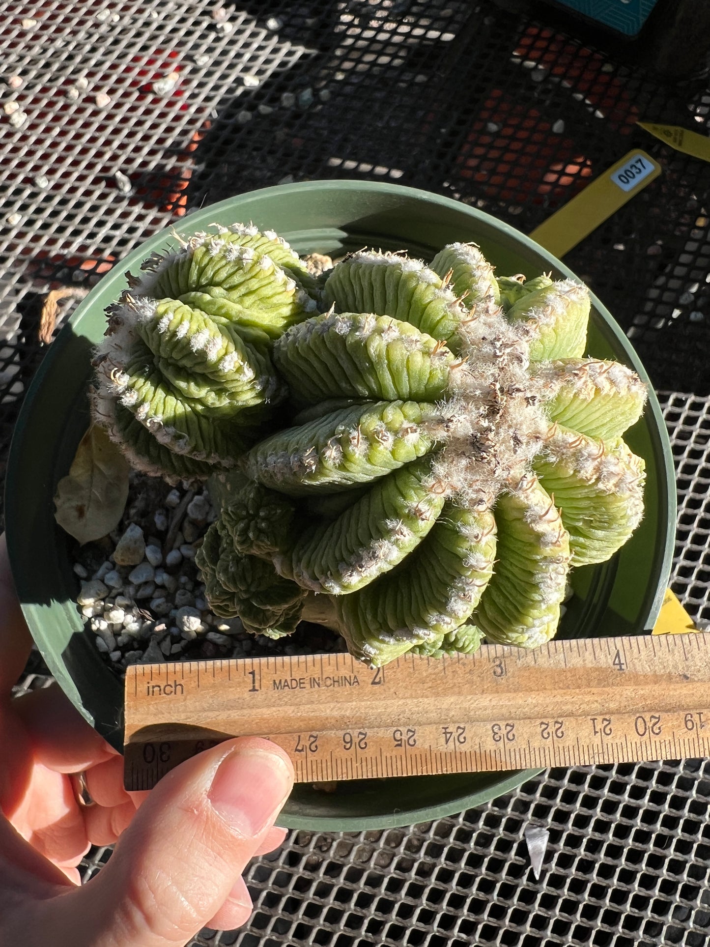 Aztekium ritteri on a ferocactus stock in a 6 inch pot