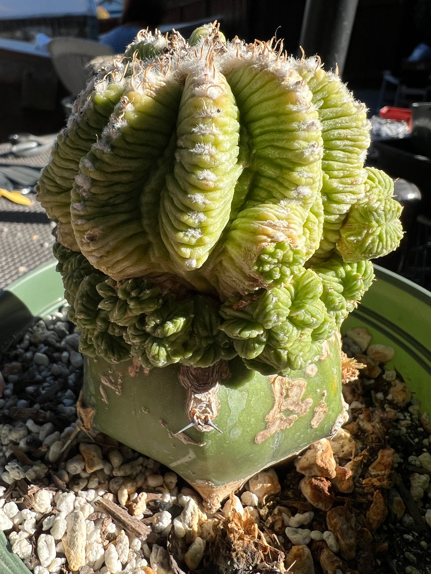 Aztekium ritteri on a ferocactus stock in a 6 inch pot