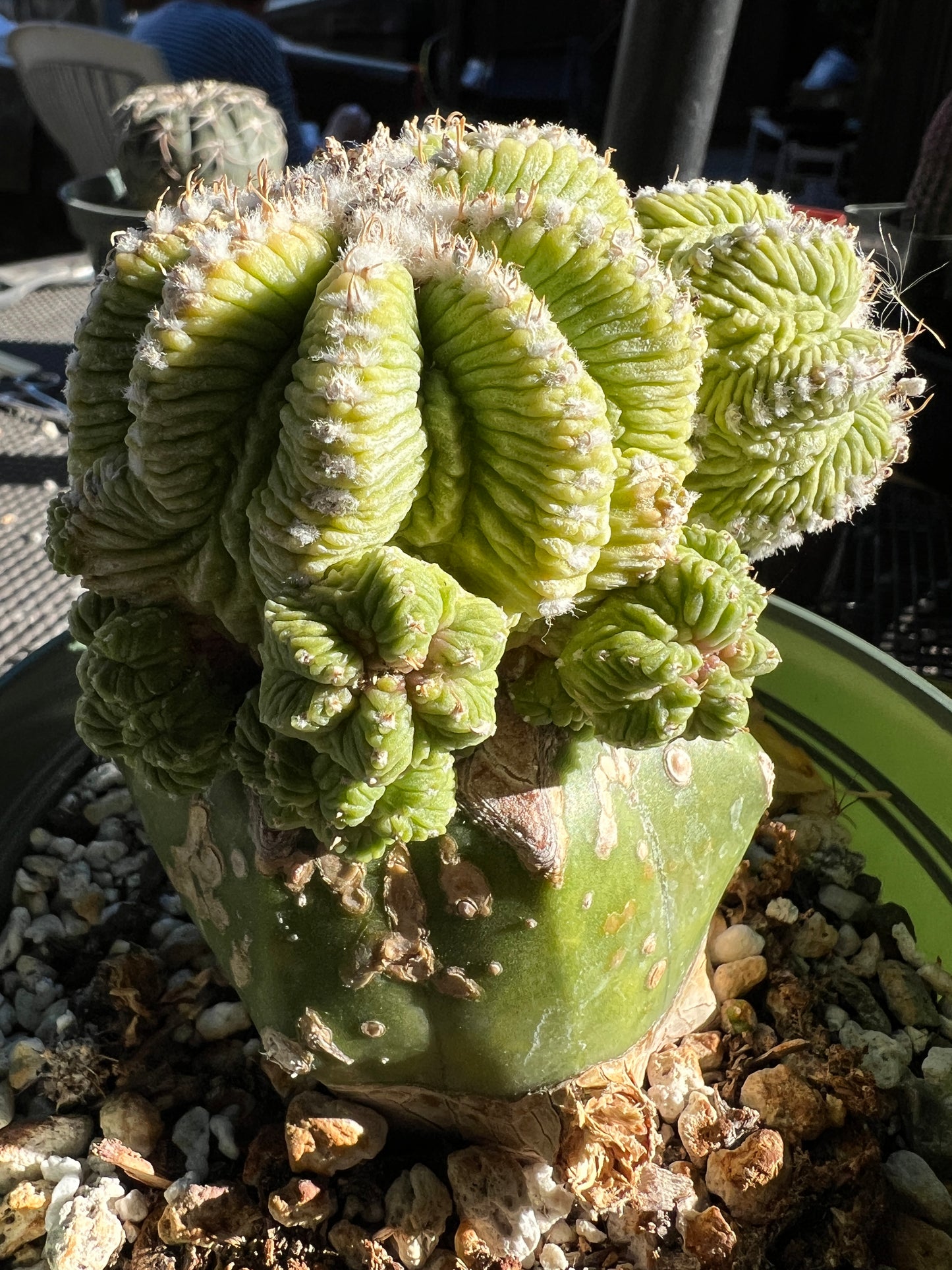 Aztekium ritteri on a ferocactus stock in a 6 inch pot