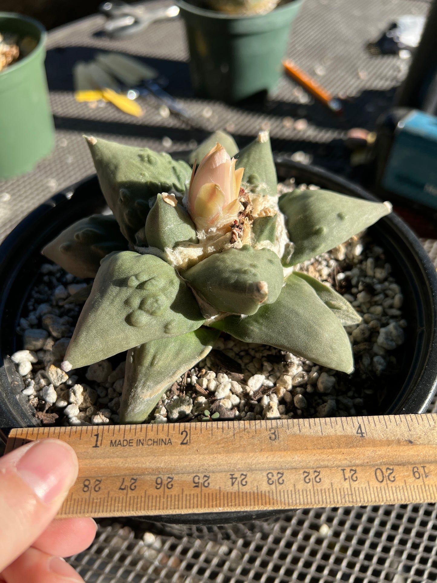 Ariocarpus cauliflower in 7 inch pot very nice