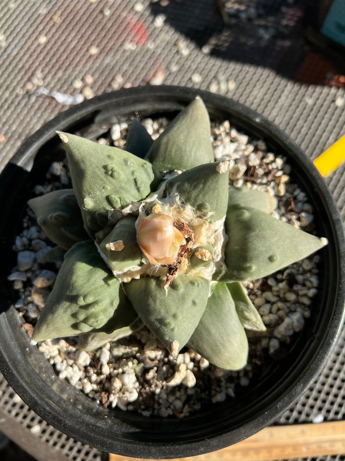 Ariocarpus cauliflower in 7 inch pot very nice