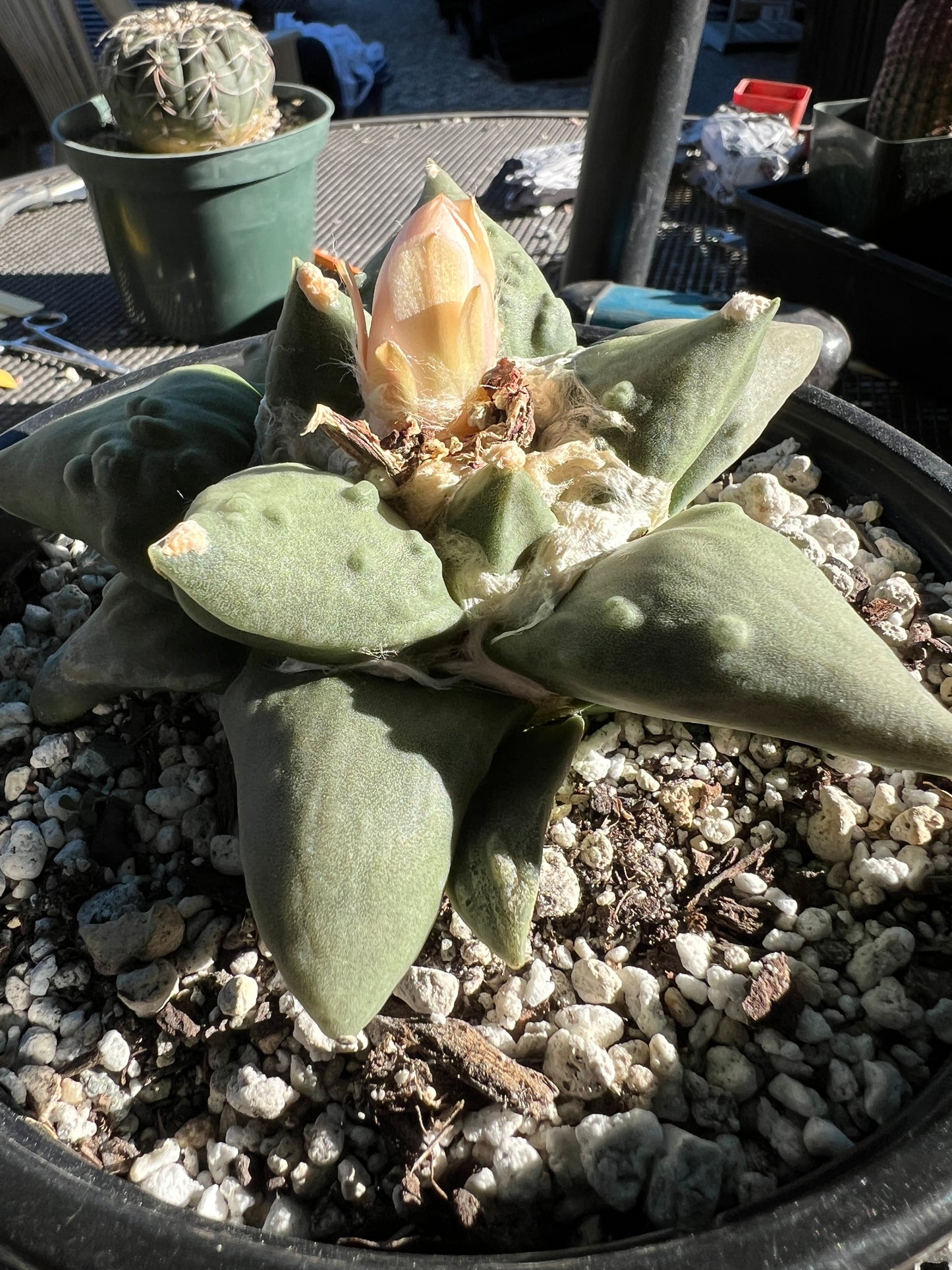 Ariocarpus cauliflower in 7 inch pot very nice