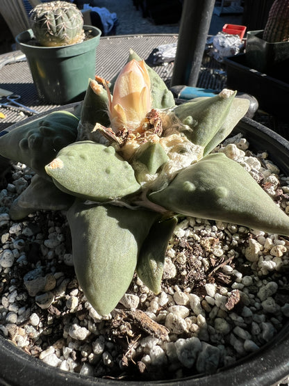 Ariocarpus cauliflower in 8 inch pot very nice