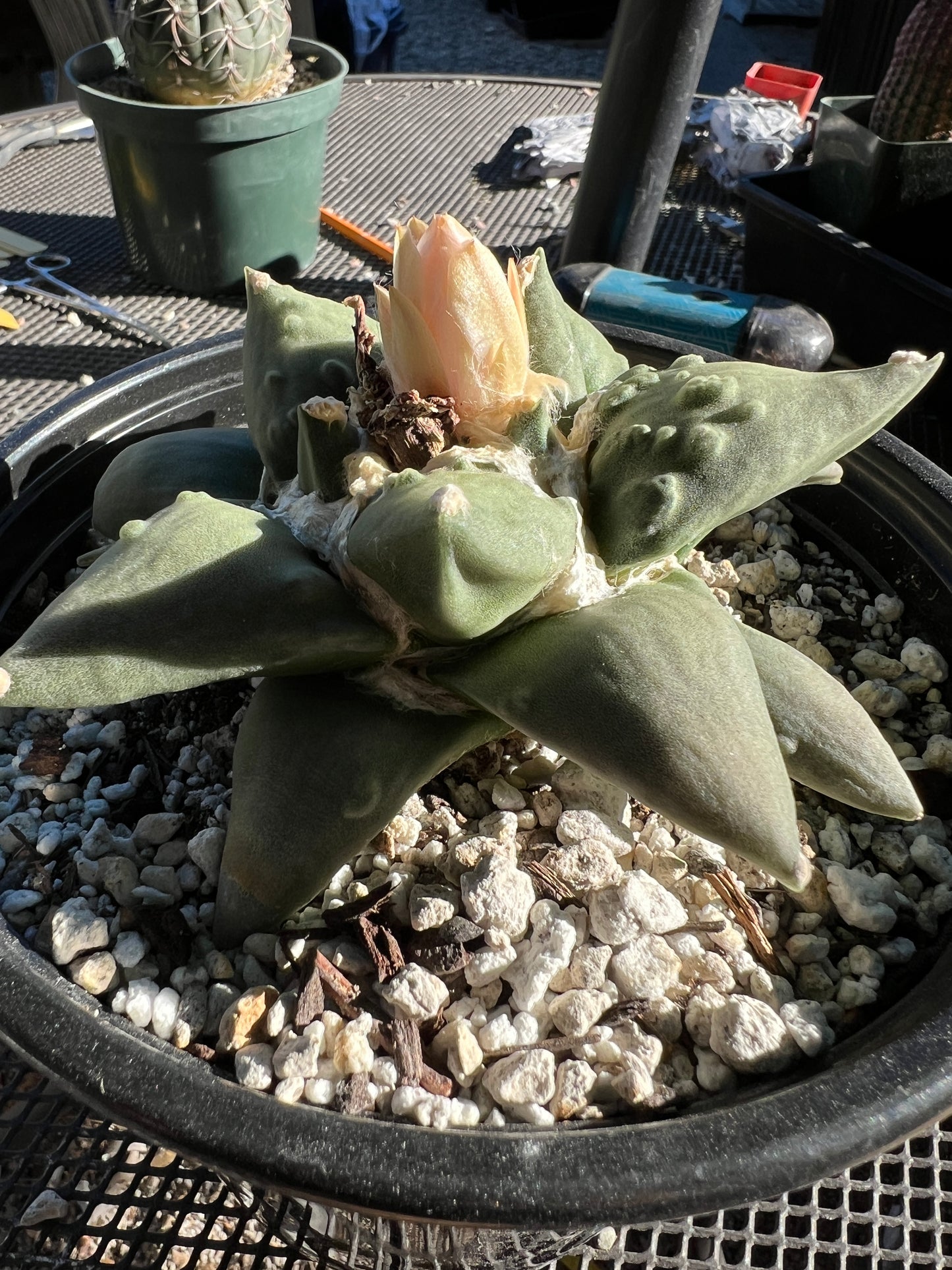 Ariocarpus cauliflower in 7 inch pot very nice