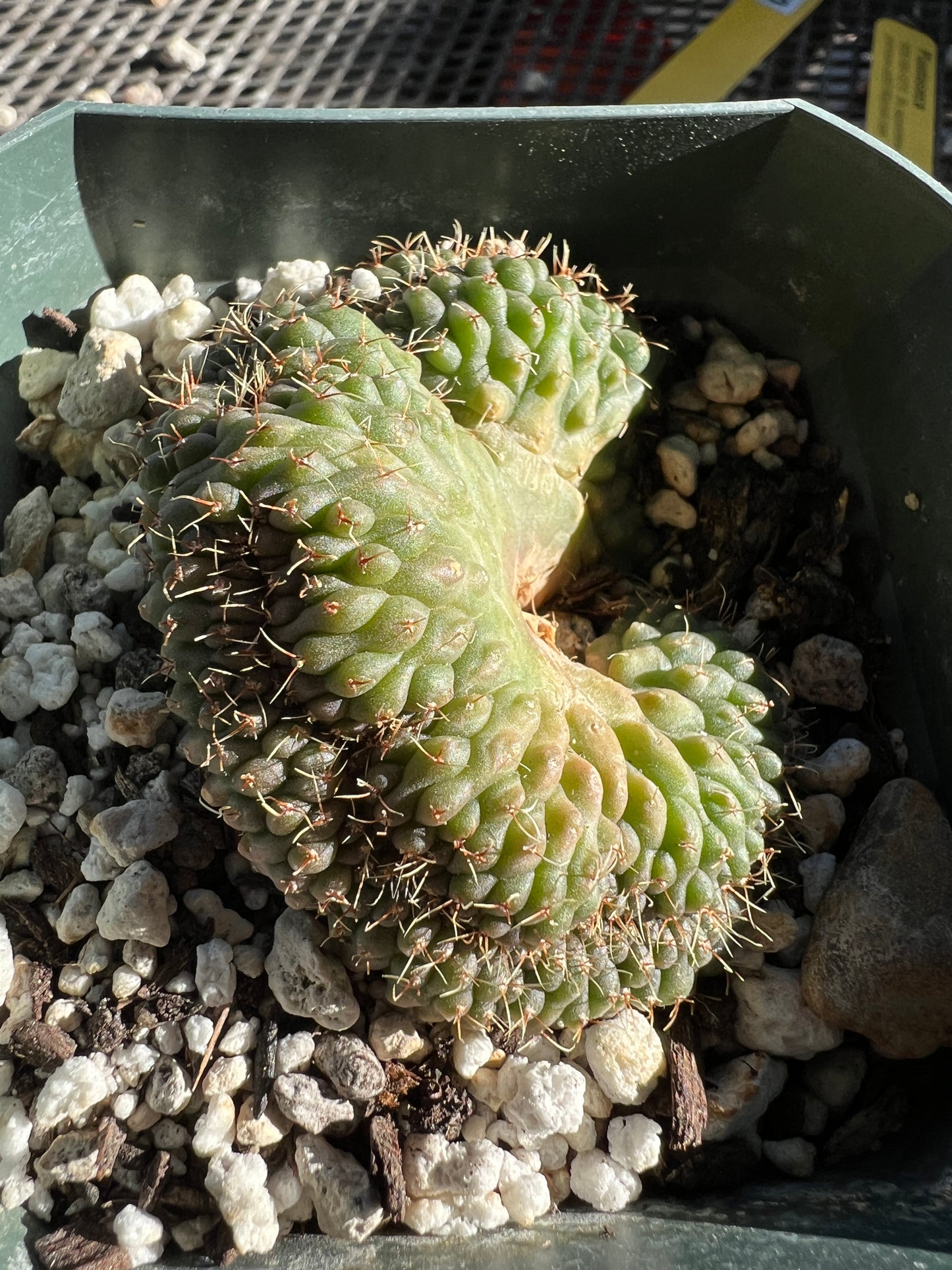 Gymnocalycium ochoterranae crest in 3.25 inch pot