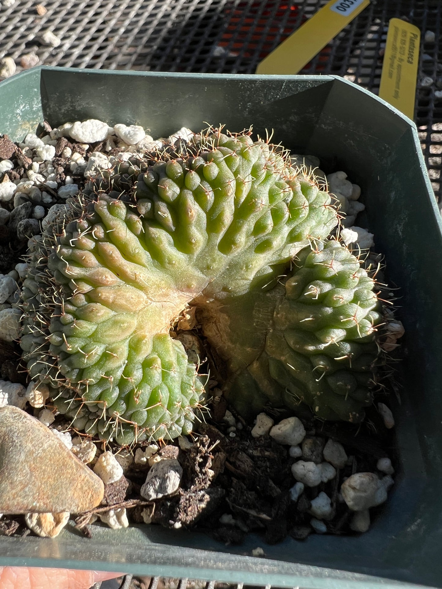 Gymnocalycium ochoterranae crest in 3.25 inch pot