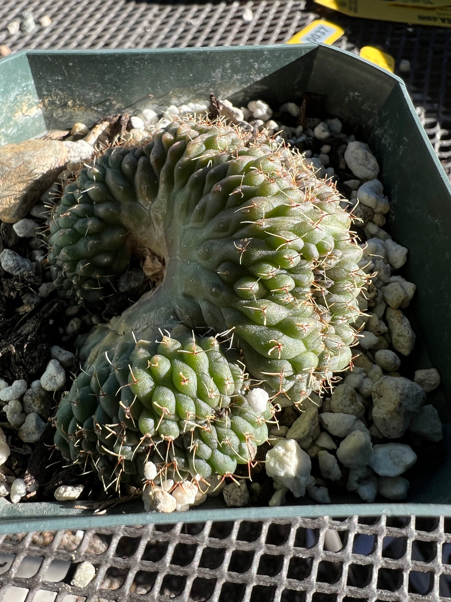 Gymnocalycium ochoterranae crest in 3.25 inch pot