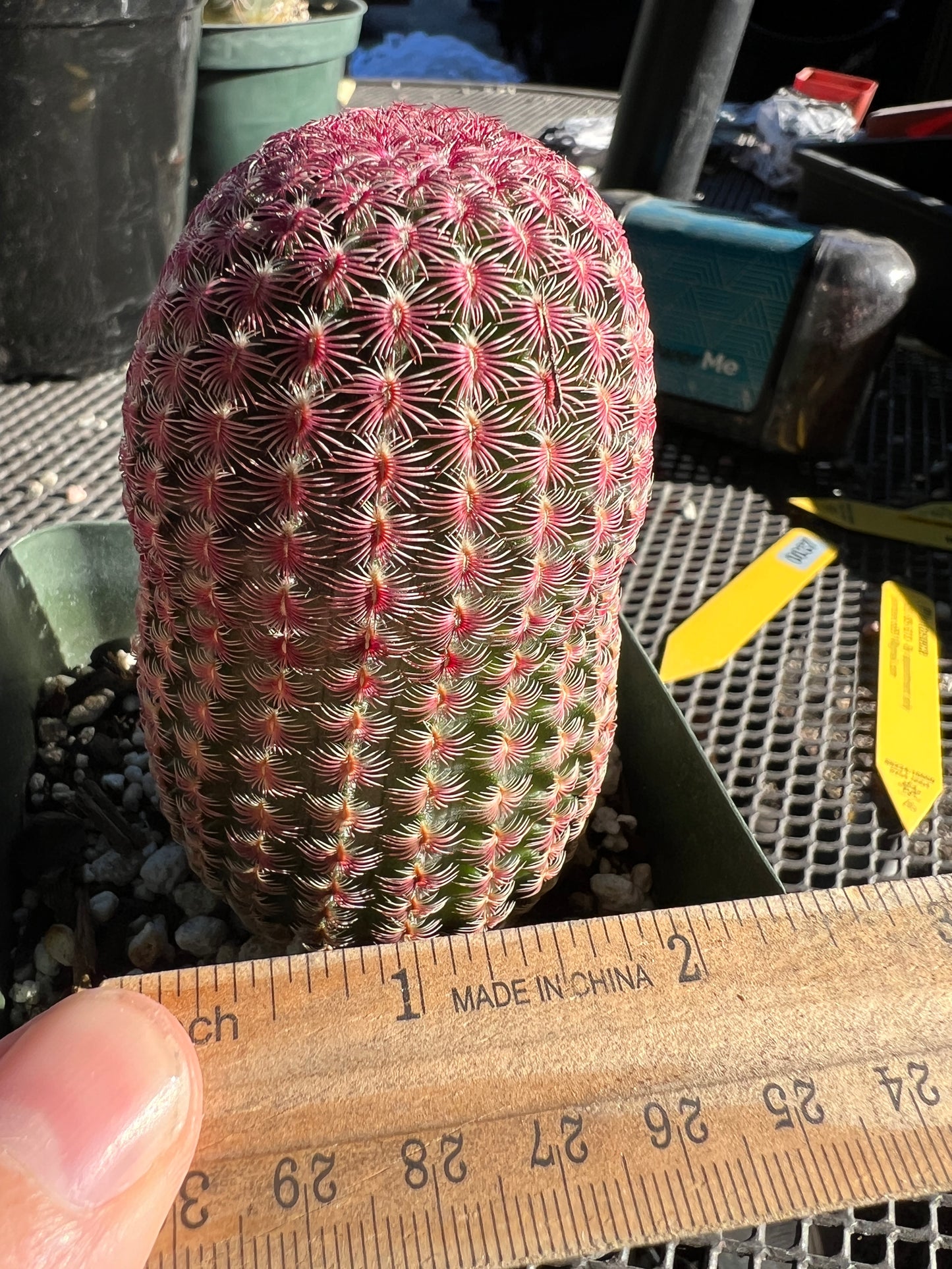 Echinocereus rubispinus very red and nice