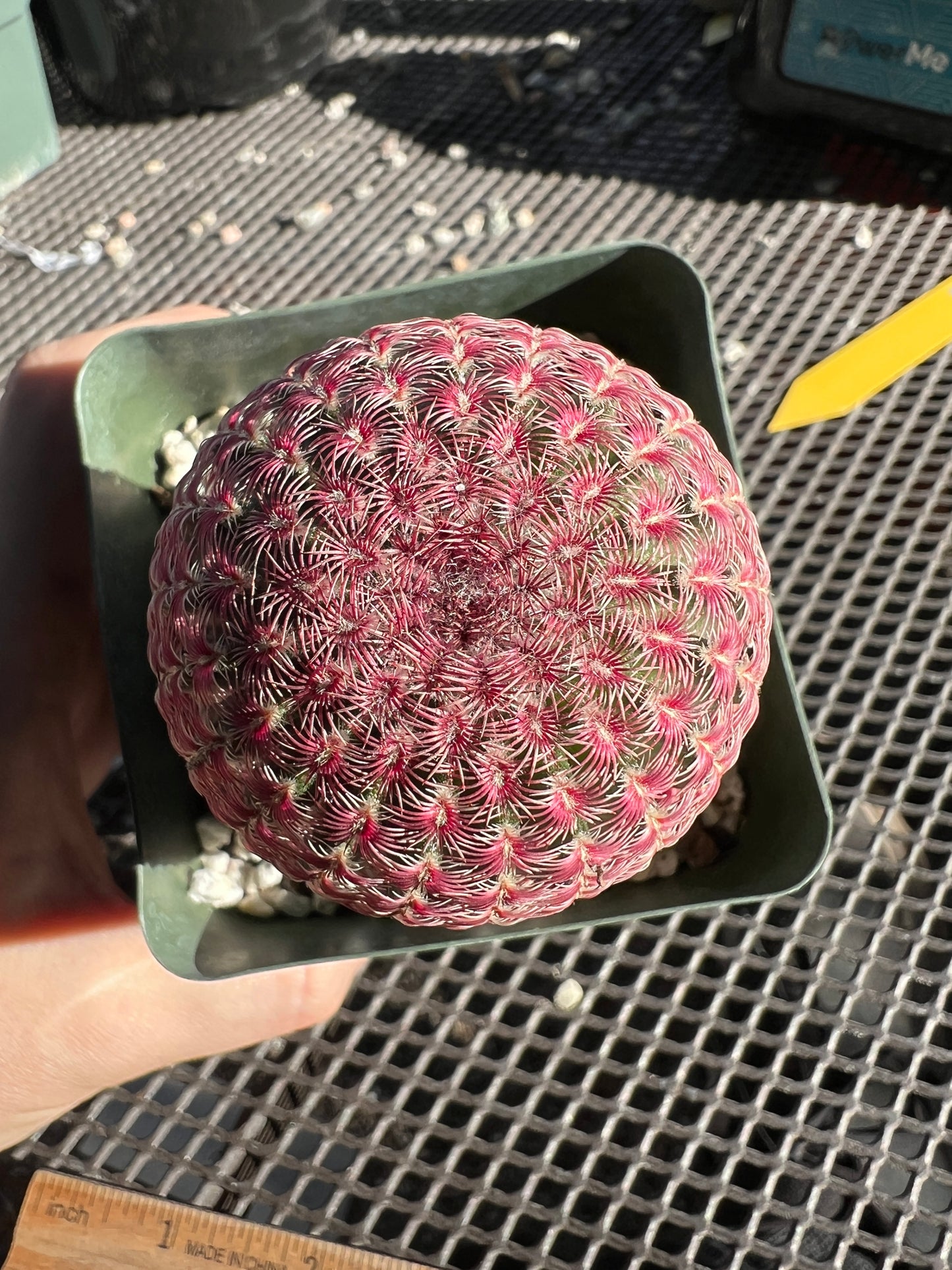 Echinocereus rubispinus very red and nice