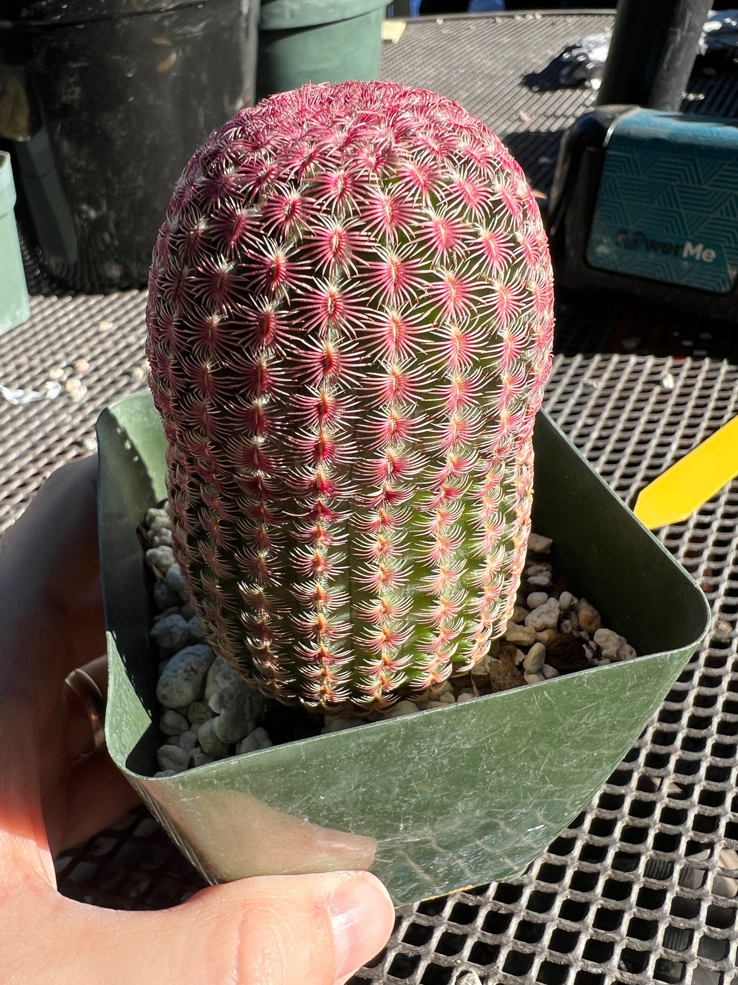 Echinocereus rubispinus very red and nice