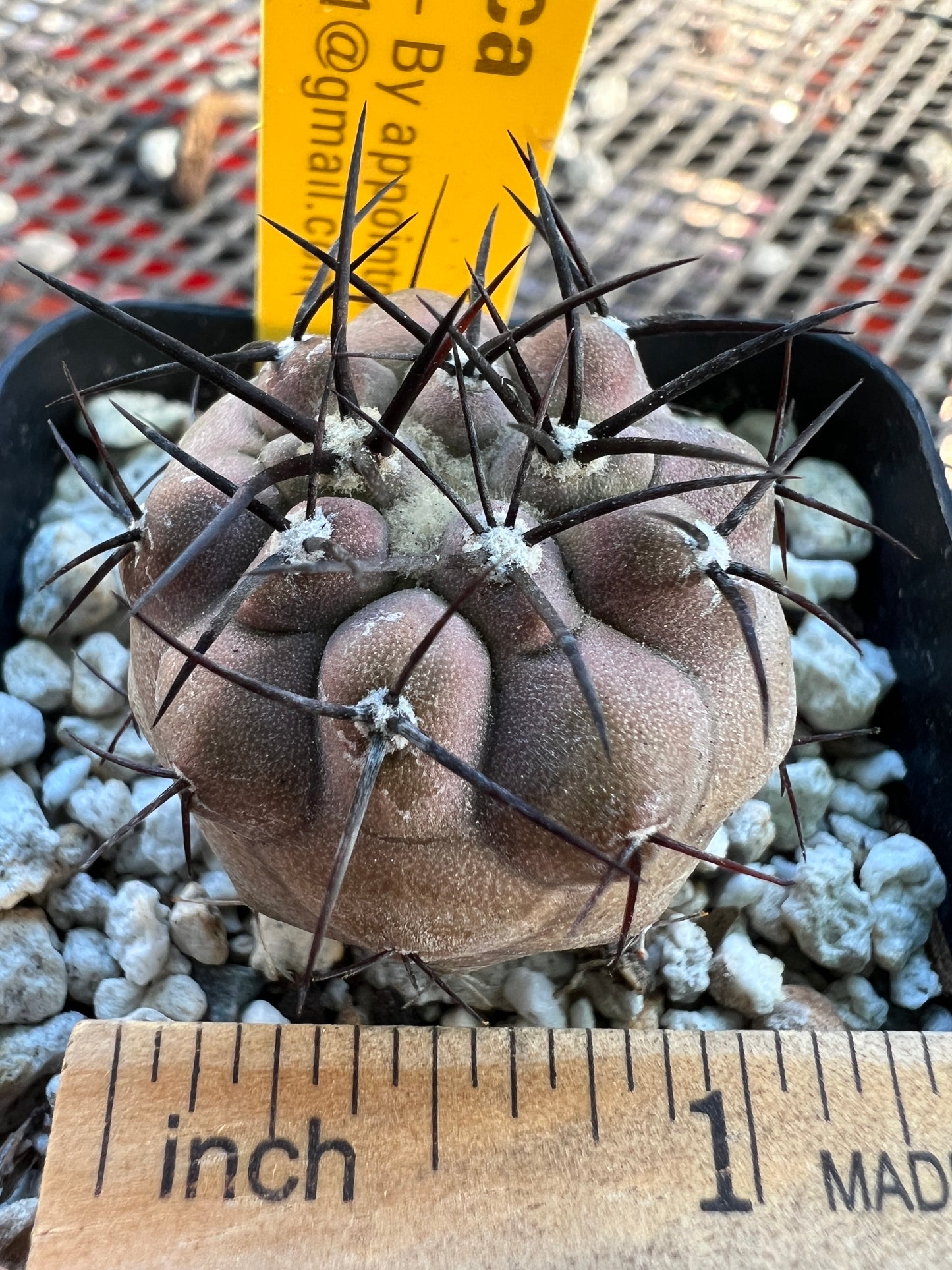 Copiapoa cinerea cactus nice