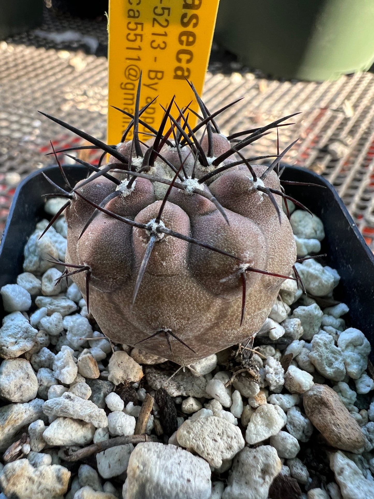 Copiapoa cinerea cactus nice