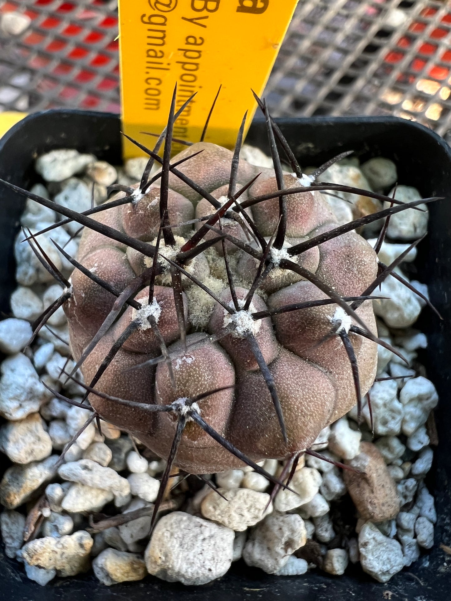 Copiapoa cinerea cactus nice