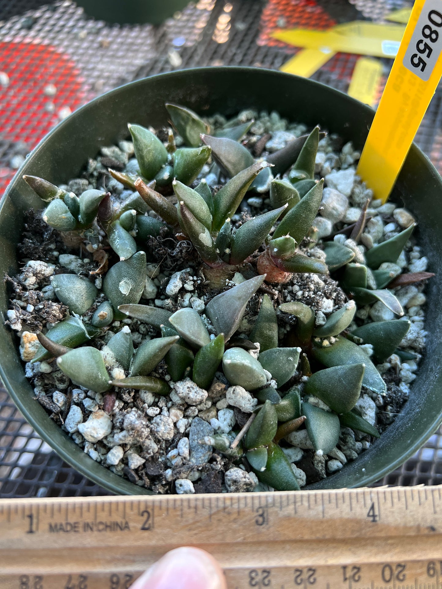 Ariocarpus retusus 2-3 years old 20 plants cactus shown in a 6 inch pot