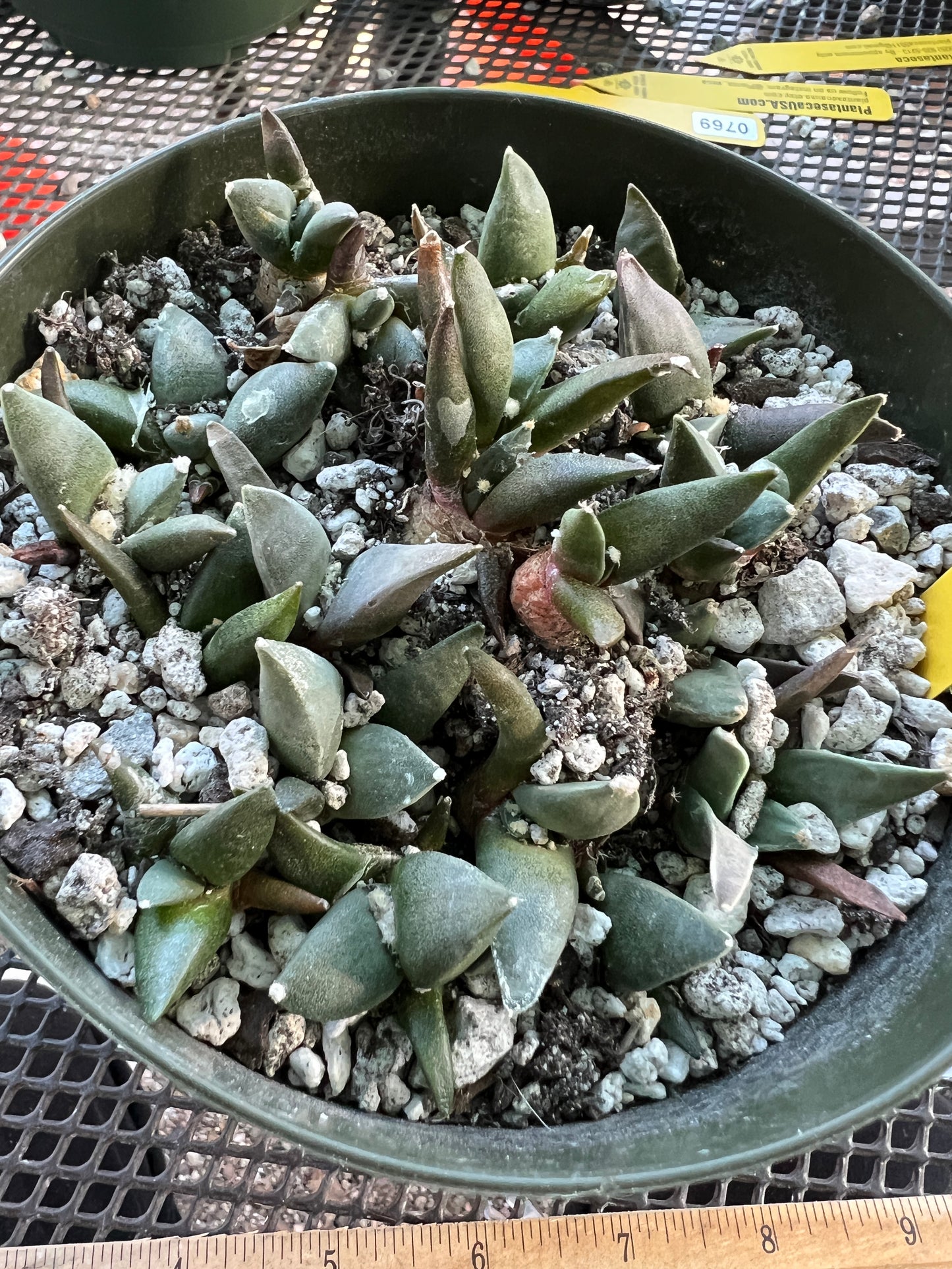 Ariocarpus retusus 2-3 years old 20 plants cactus shown in a 6 inch pot