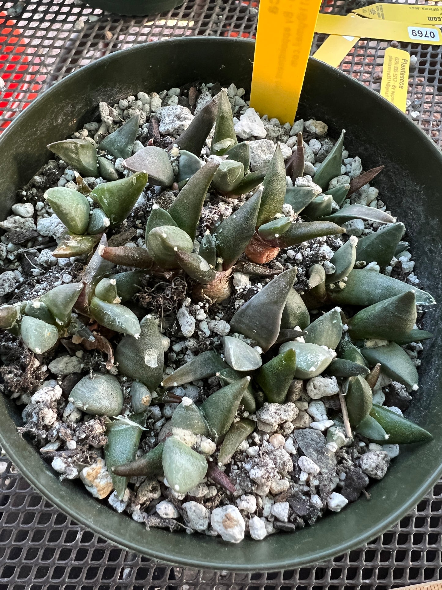 Ariocarpus retusus 2-3 years old 20 plants cactus shown in a 6 inch pot