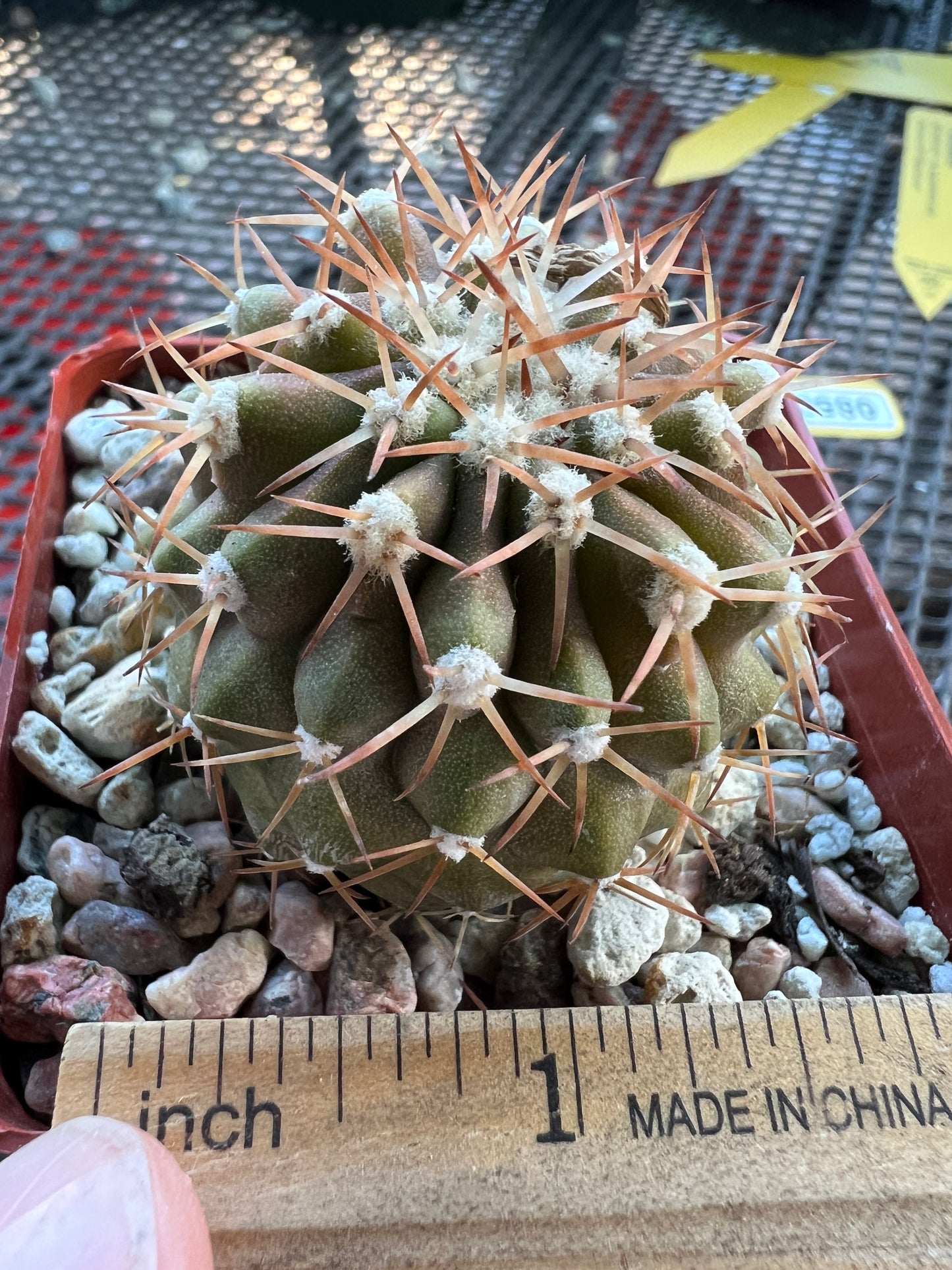 Copiapoa columna alba short spine nice plant