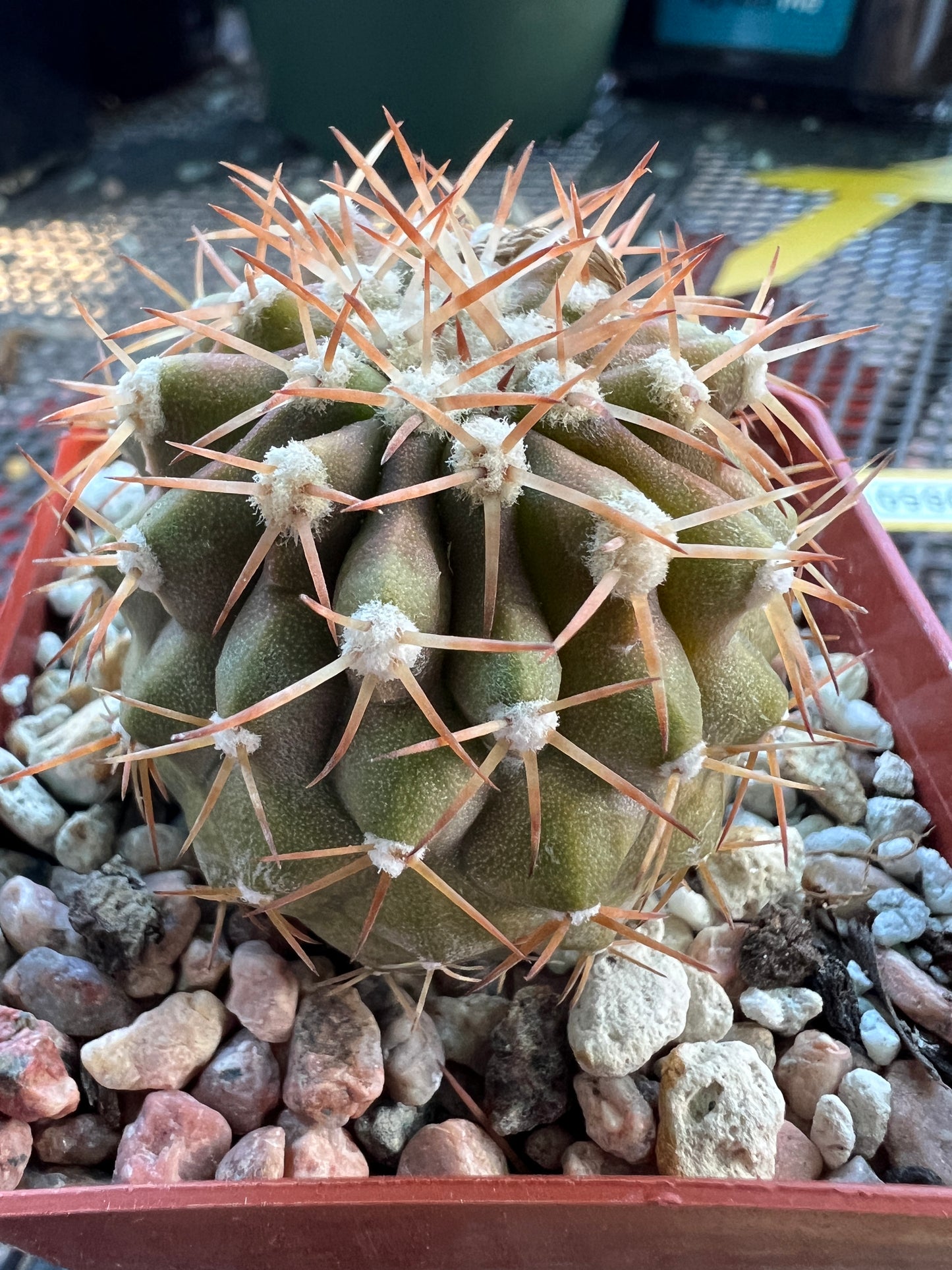 Copiapoa columna alba short spine nice plant