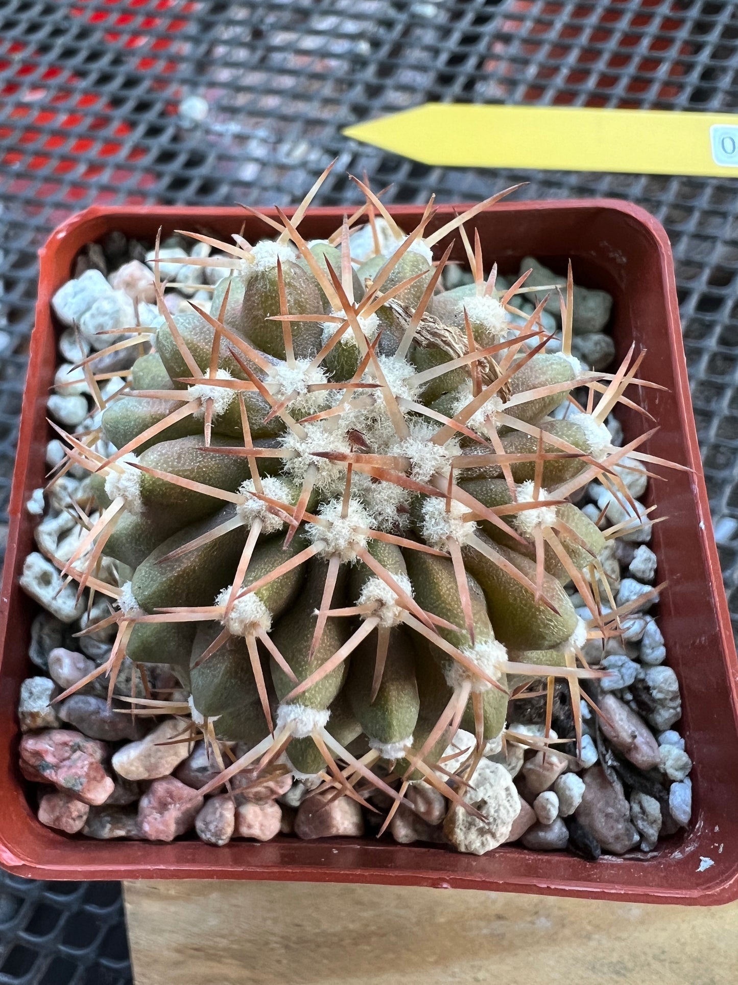 Copiapoa columna alba short spine nice plant