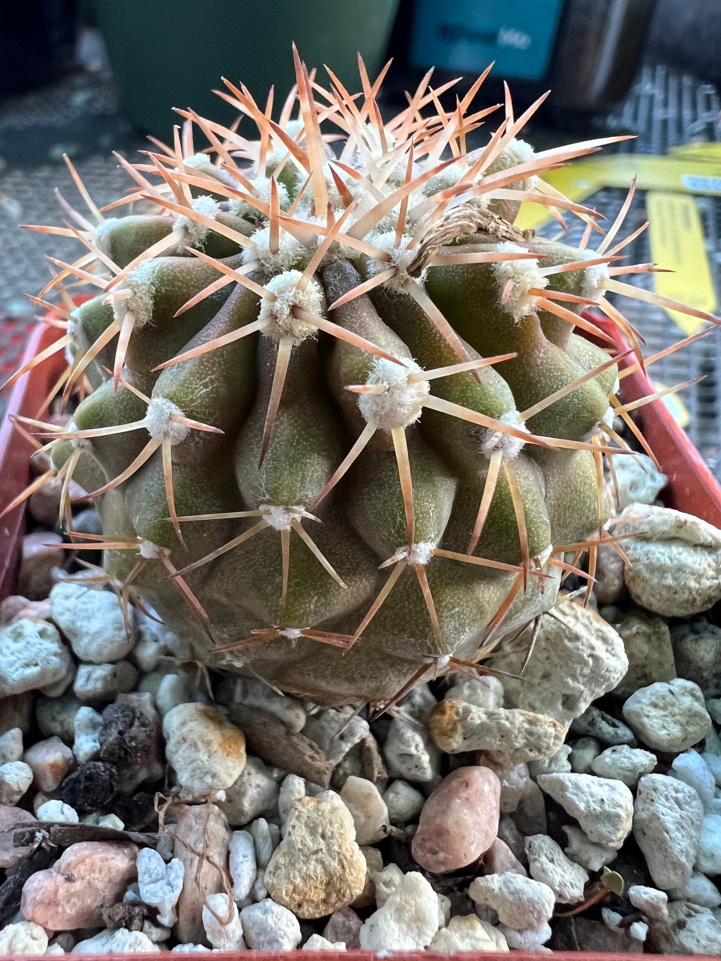 Copiapoa columna alba short spine nice plant