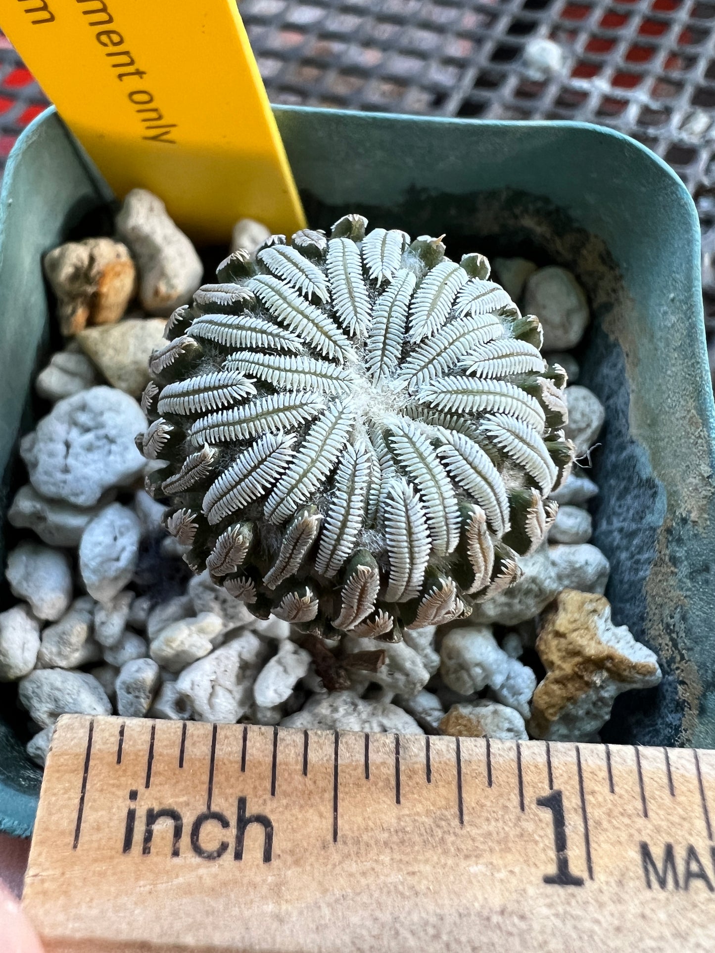 Pelecyphora aselliformis cactus