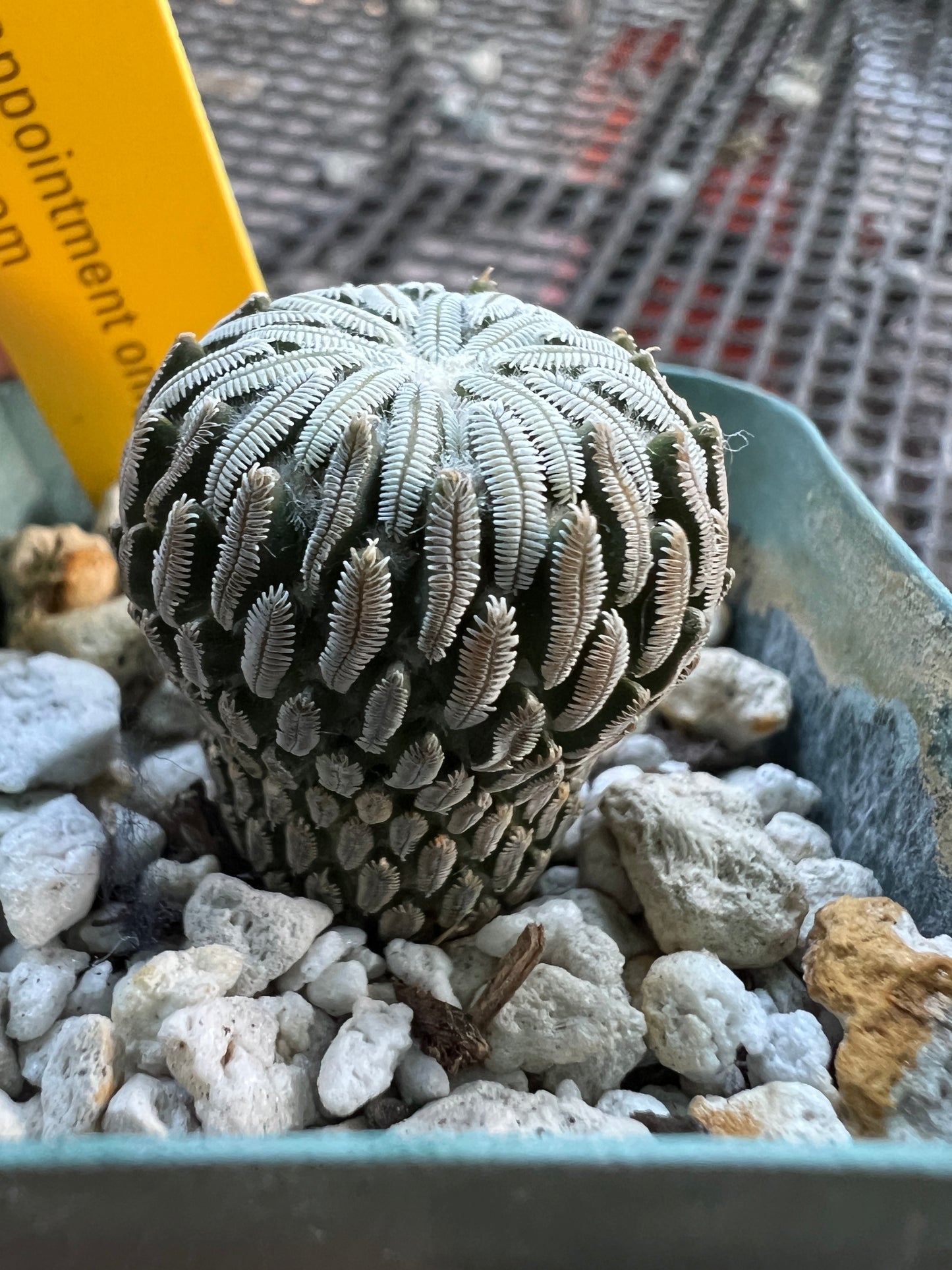 Pelecyphora aselliformis cactus