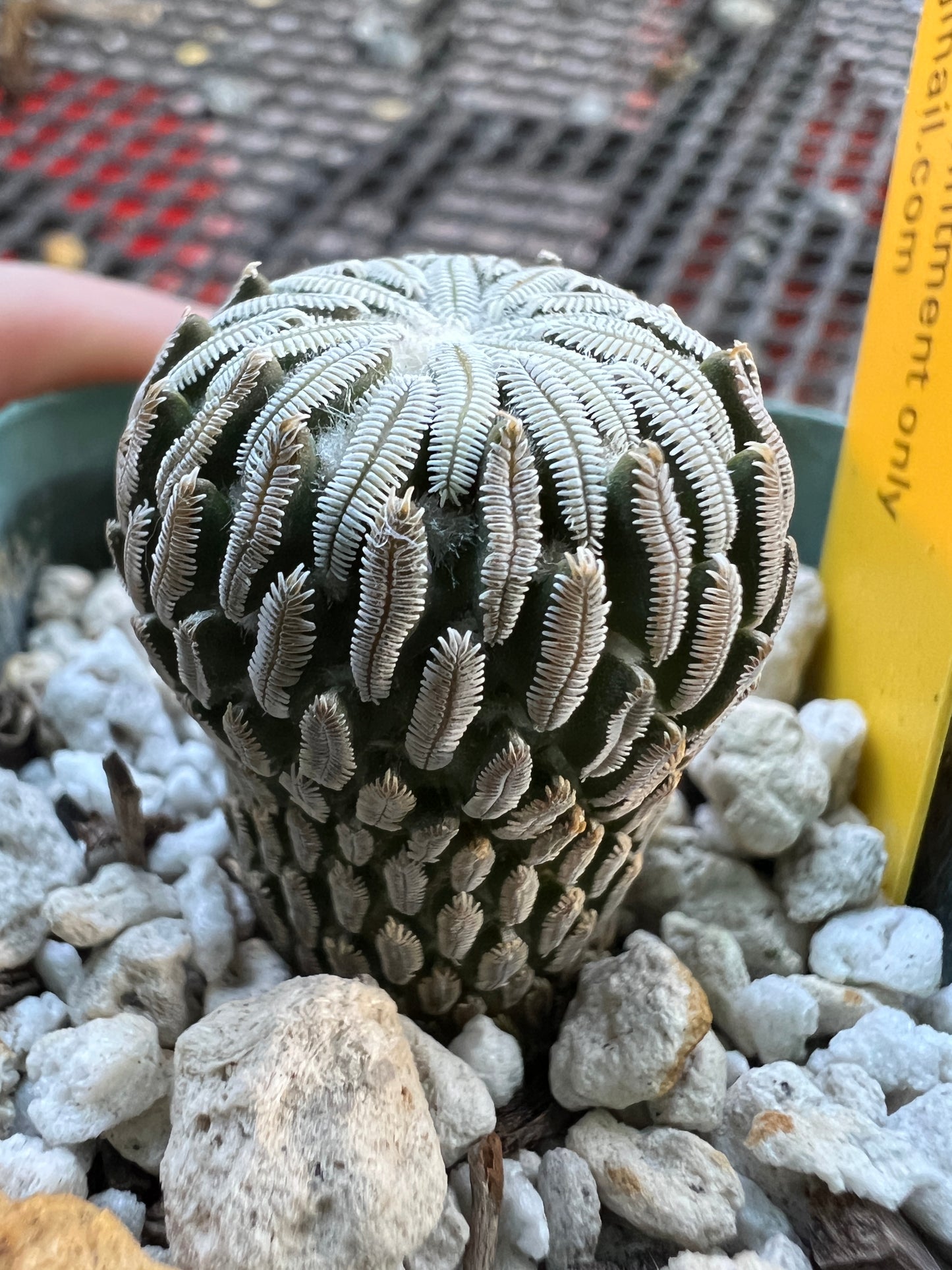 Pelecyphora aselliformis cactus