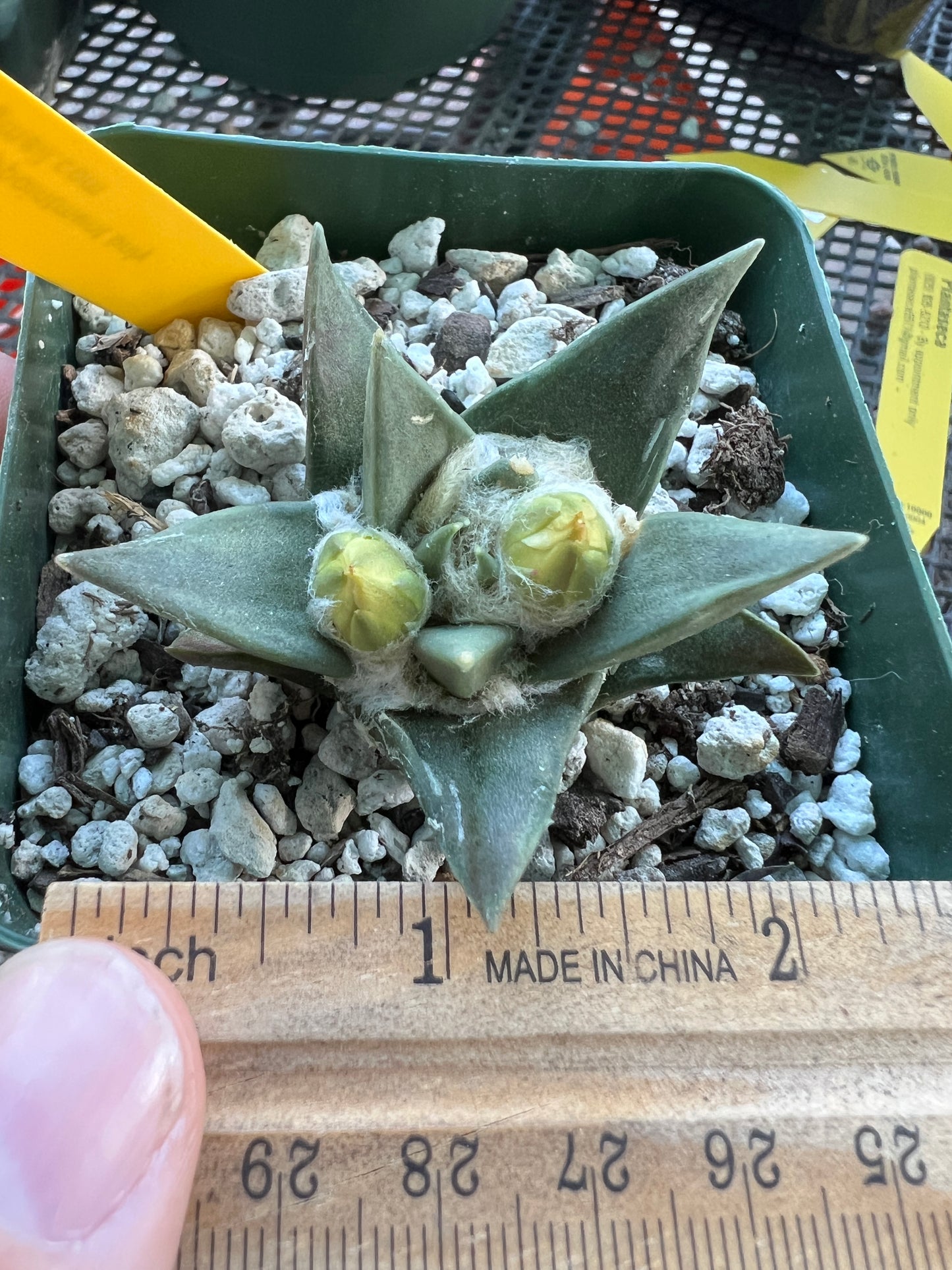 Ariocarpus trigonus in 3.25 inch pot