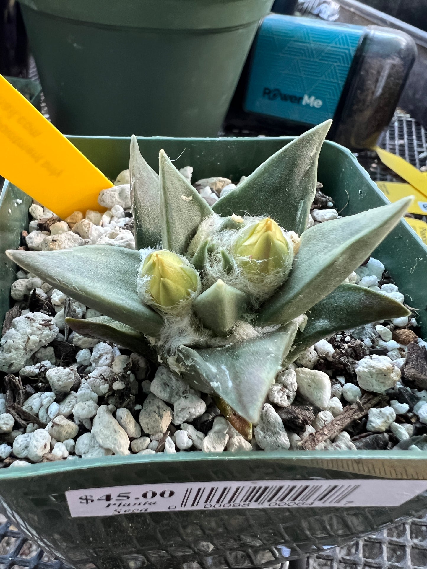 Ariocarpus trigonus in 3.25 inch pot