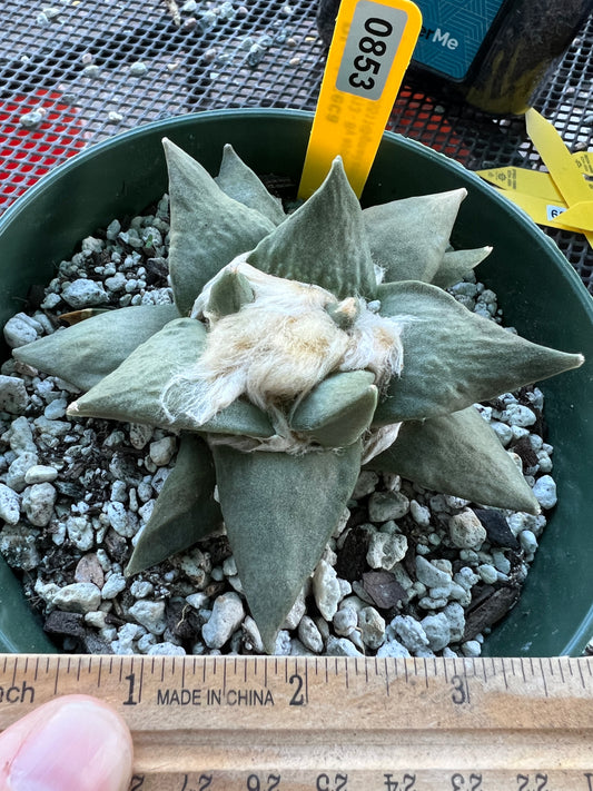 Ariocarpus retusus in 6 inch pot #10