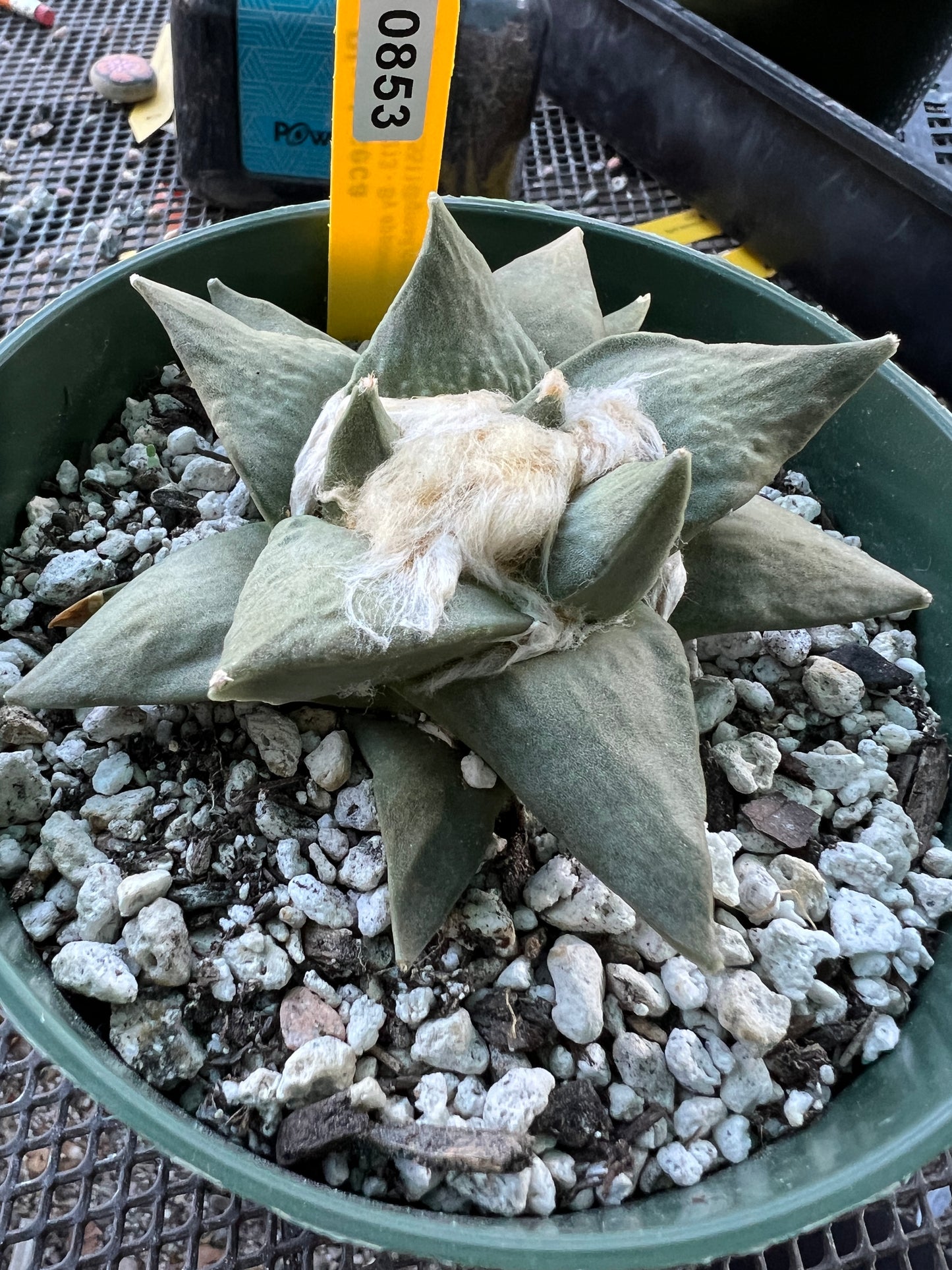 Ariocarpus retusus in 6 inch pot #10