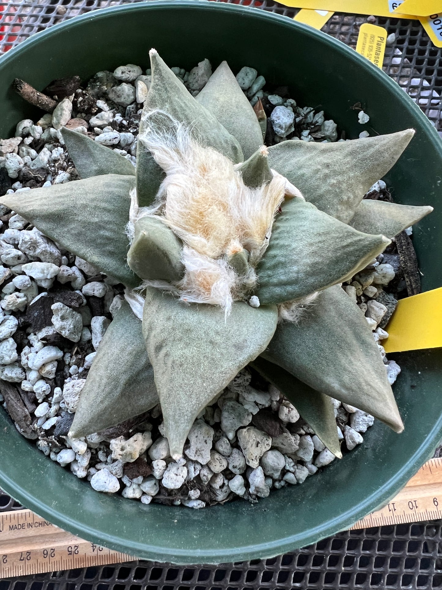 Ariocarpus retusus in 6 inch pot #10