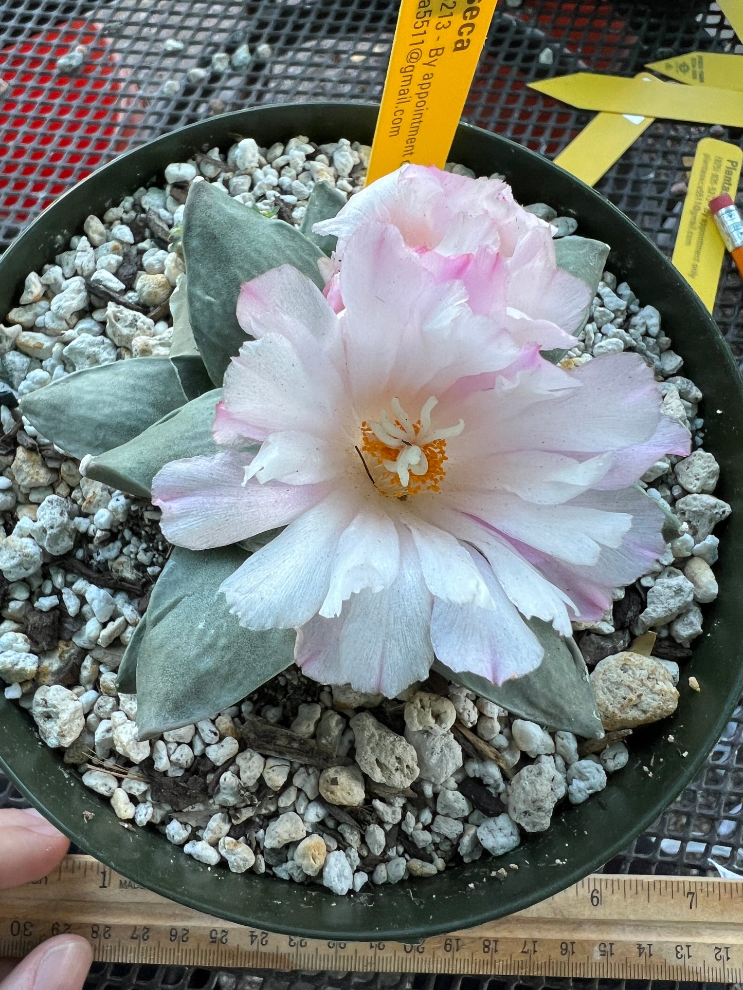 Ariocarpus retusus cactus in 6 inch pot #11