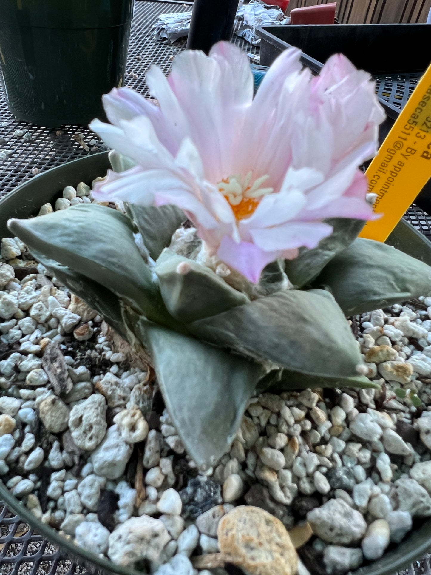 Ariocarpus retusus cactus in 6 inch pot #11